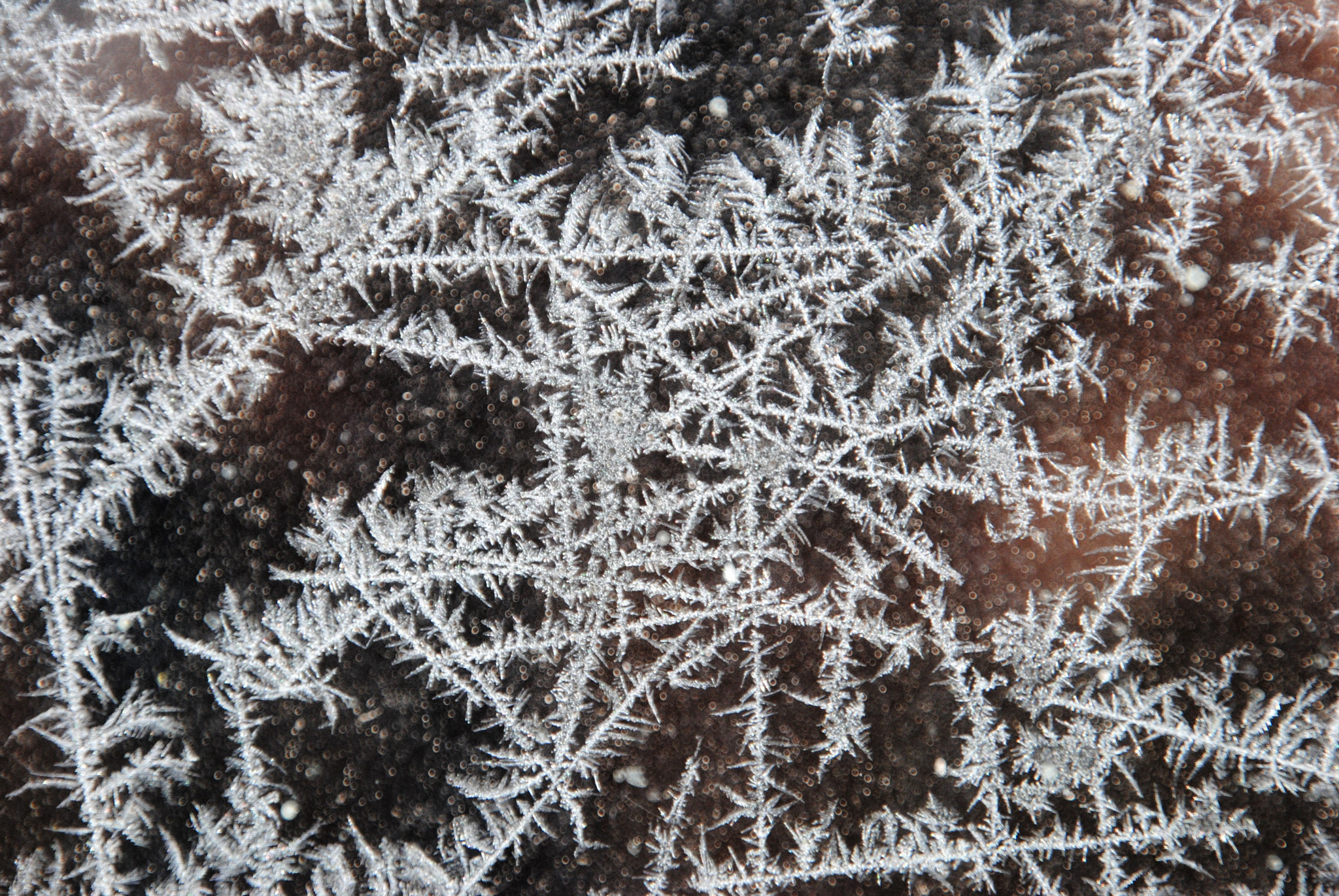 Nikon D3000 sample photo. Frost-zauber photography