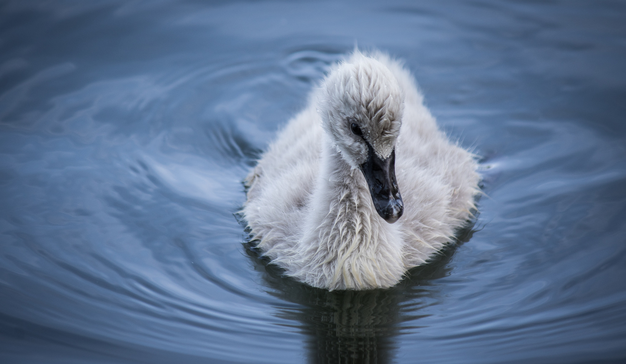 Canon EF-S 55-250mm F4-5.6 IS II sample photo. Baby swan photography