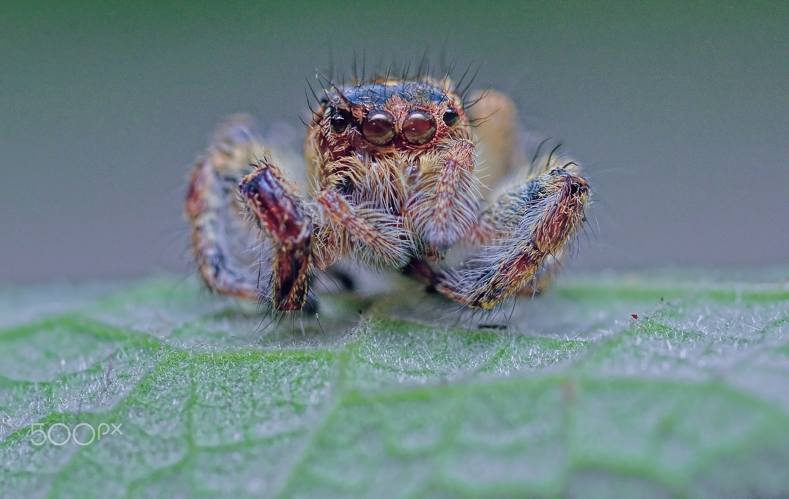 Nikon D7100 + Nikon AF Micro-Nikkor 60mm F2.8D sample photo. Jumping spider photography