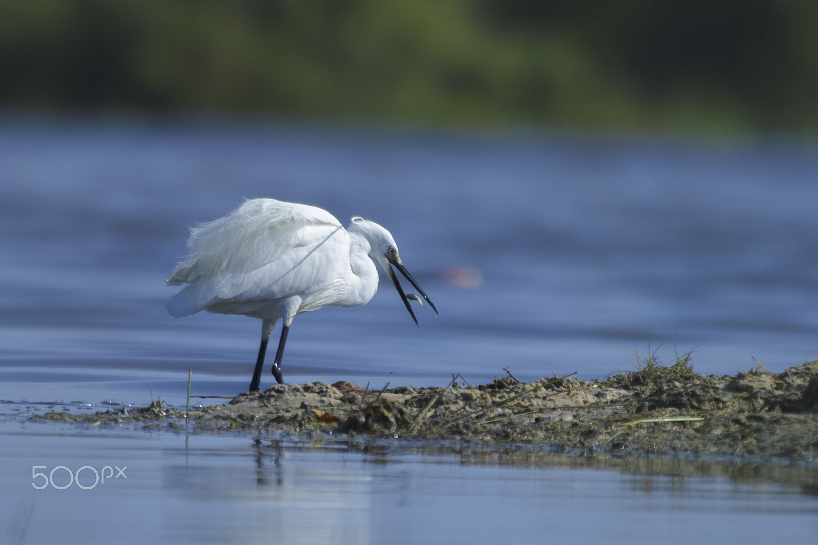 Canon EOS 6D + Canon EF 70-200mm F2.8L IS II USM sample photo. White crane photography