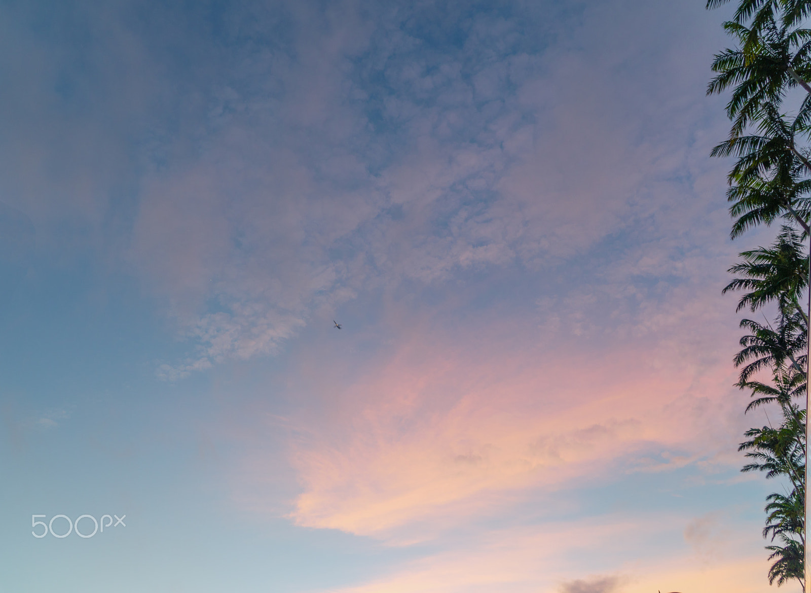 Sony E PZ 18-105mm F4 G OSS sample photo. Palms in the sky photography