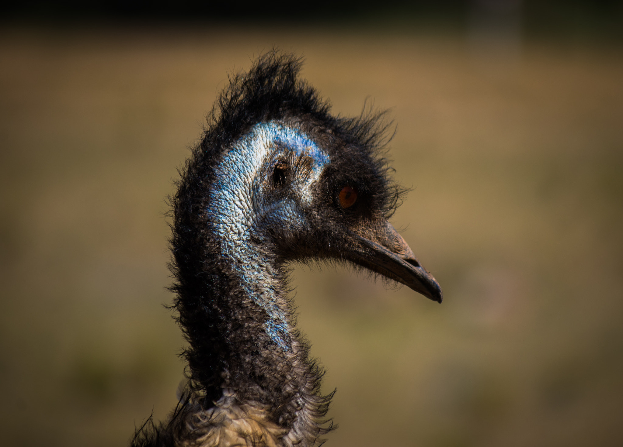 Canon EF-S 55-250mm F4-5.6 IS II sample photo. Side emu photography