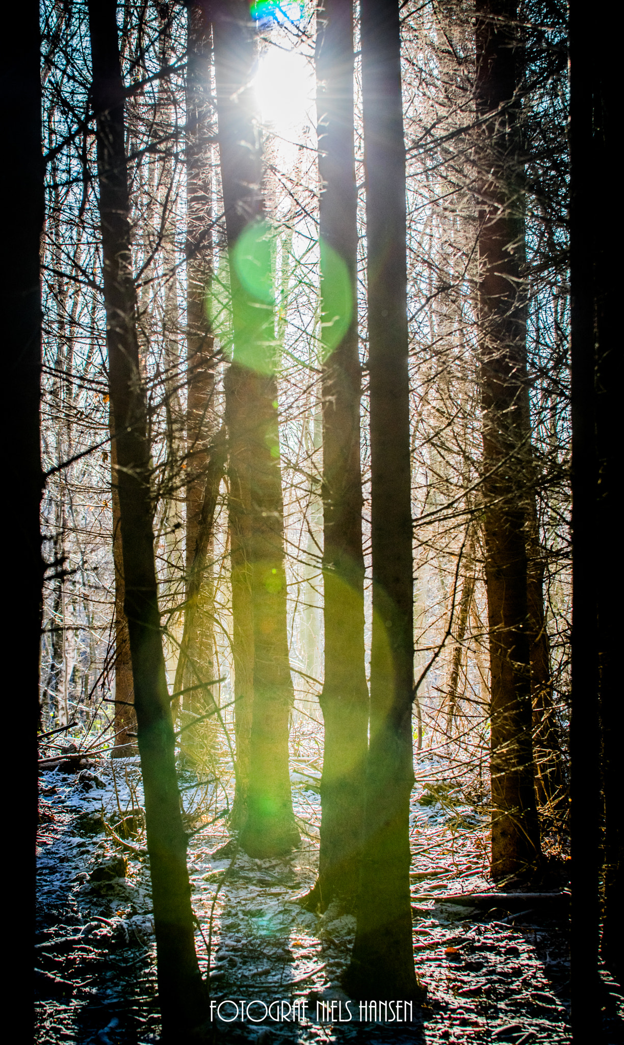 Sigma 50-100mm F1.8 DC HSM Art sample photo. Winter i the nature photography