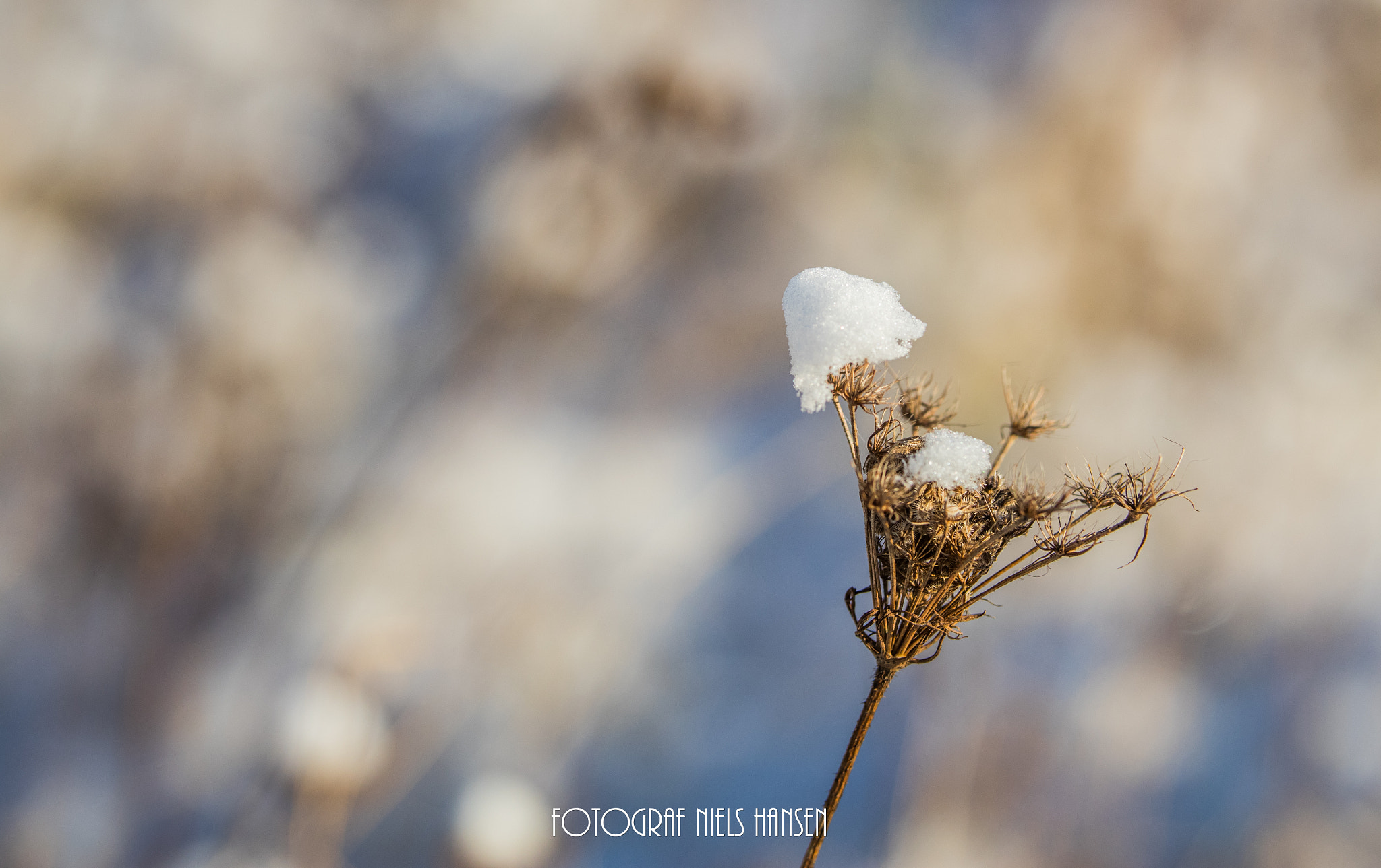 Canon EOS 80D + Sigma 50-100mm F1.8 DC HSM Art sample photo. Winter i the nature photography