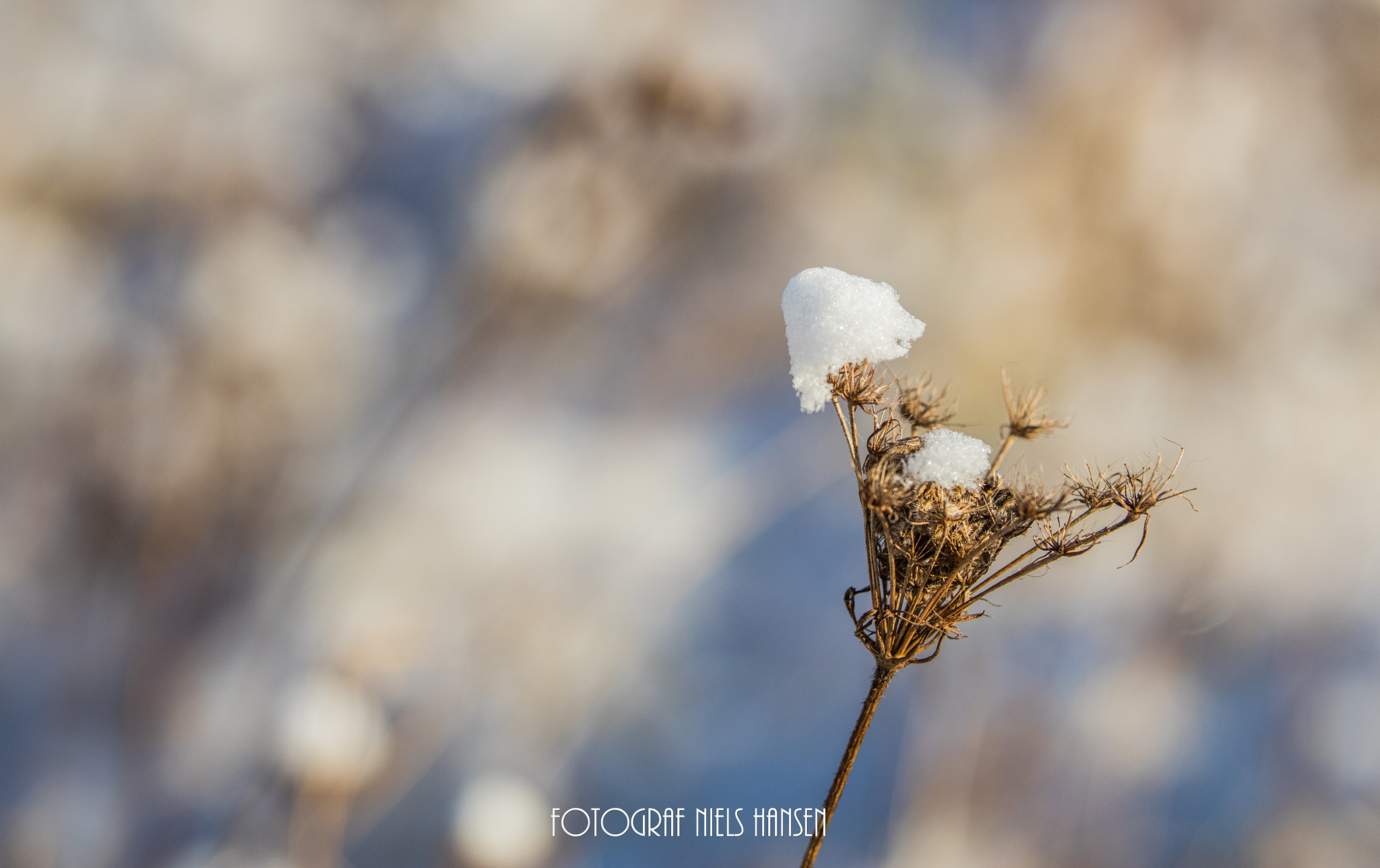 Sigma 50-100mm F1.8 DC HSM Art sample photo. Winter i the nature photography