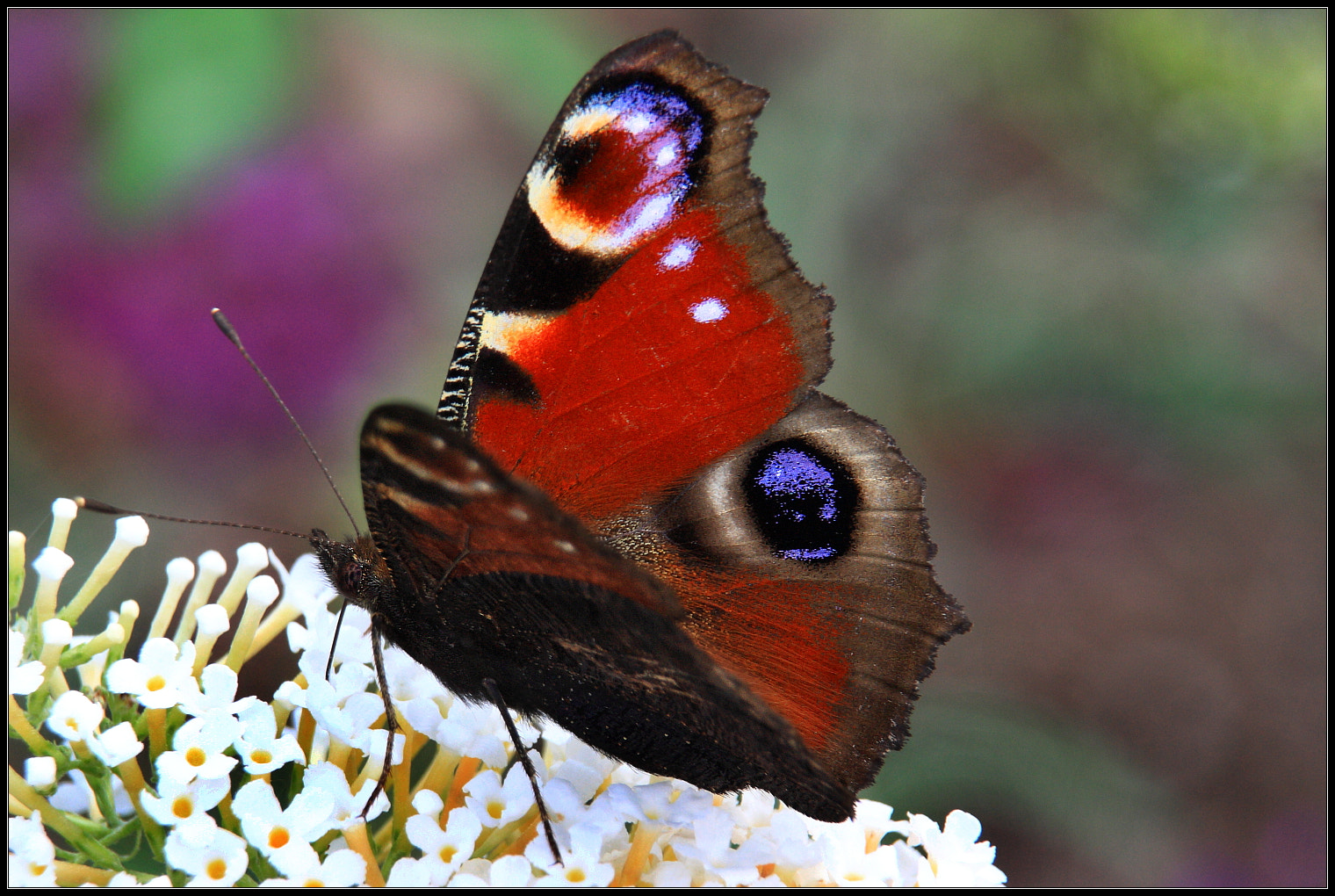 Canon EOS 450D (EOS Rebel XSi / EOS Kiss X2) sample photo. Butterfly photography