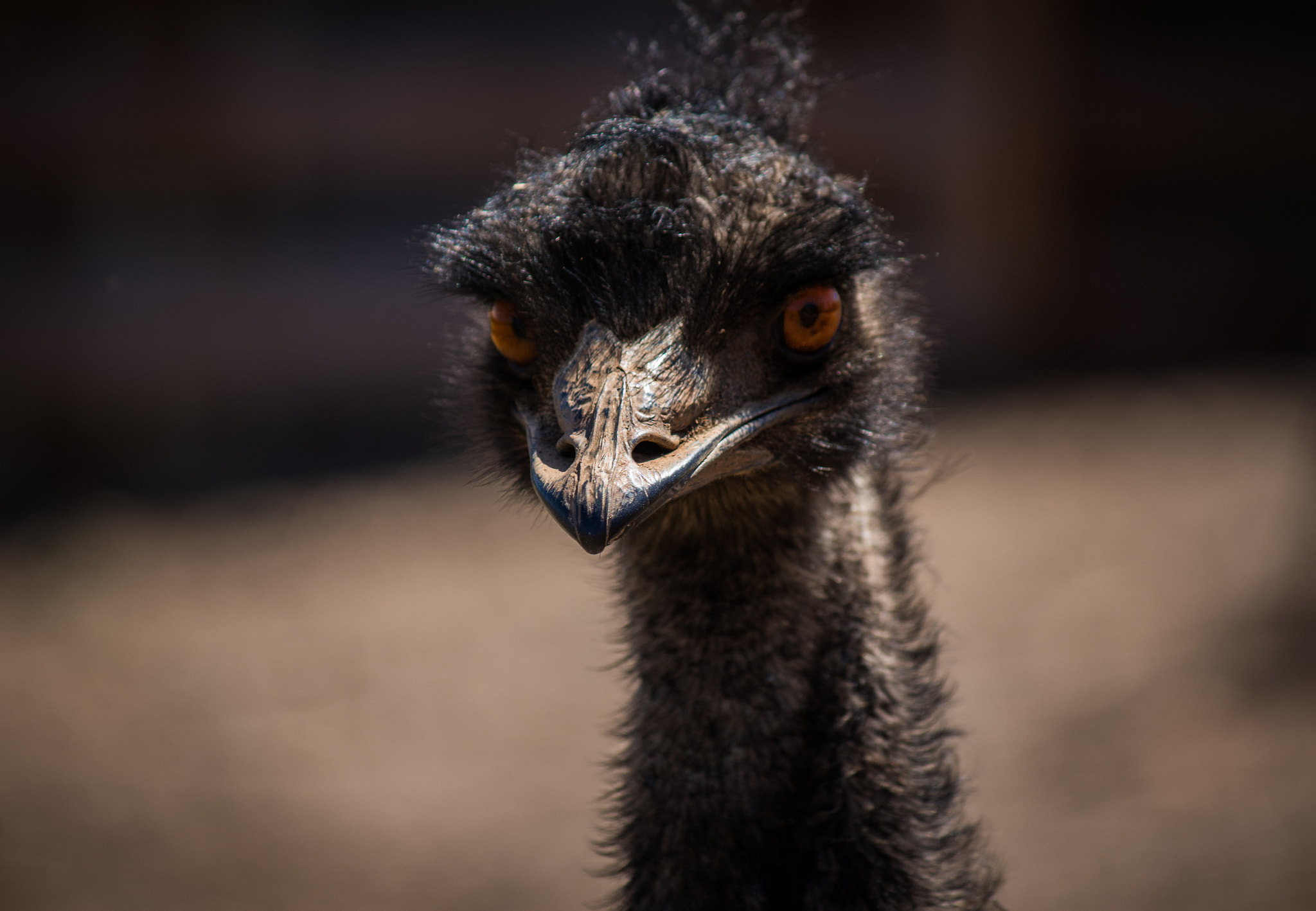 Canon EF-S 55-250mm F4-5.6 IS II sample photo. Front emu photography