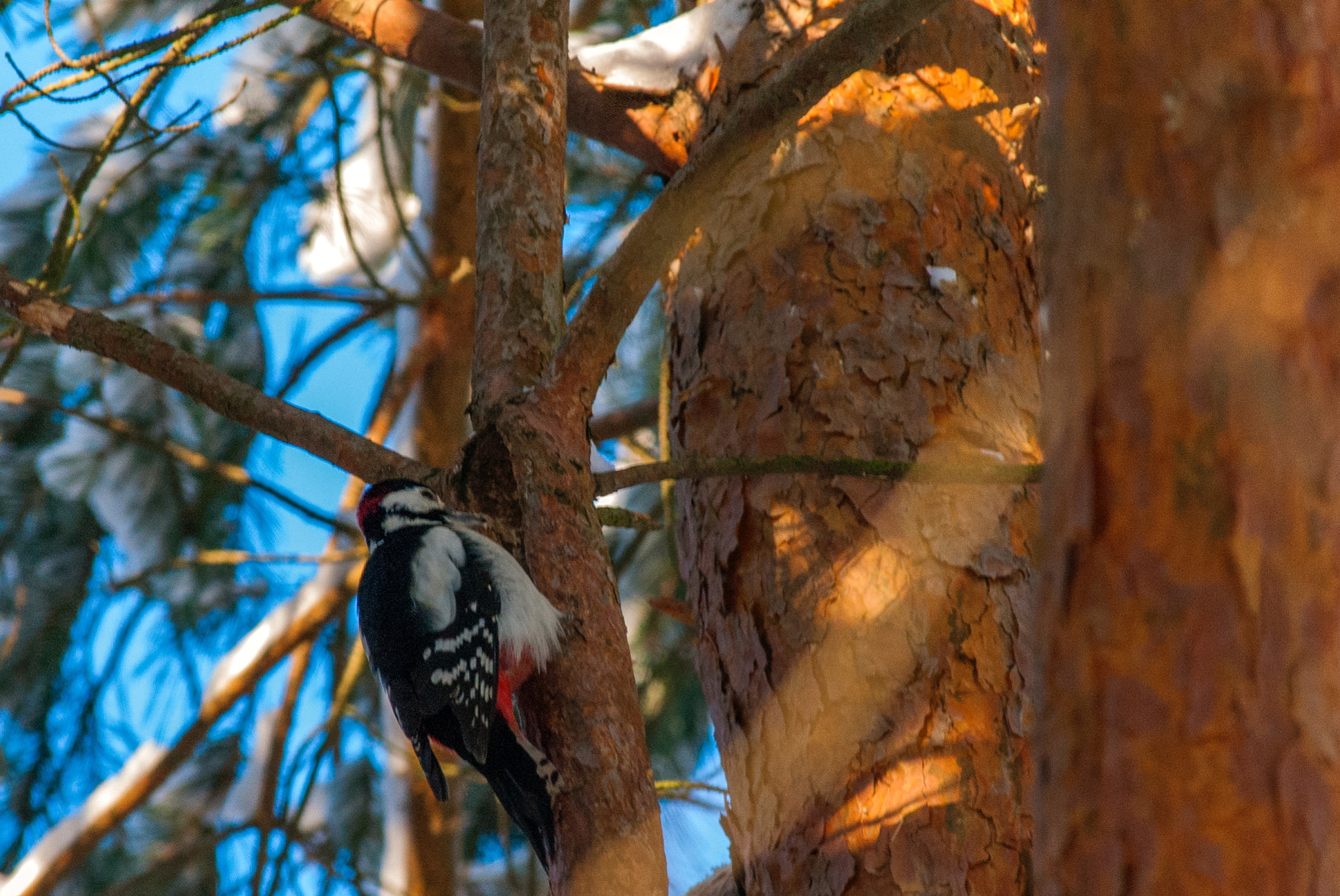 Nikon D3000 + Nikon AF-S DX Nikkor 55-200mm F4-5.6G VR II sample photo. Male great spotted woodpecker and a pine photography