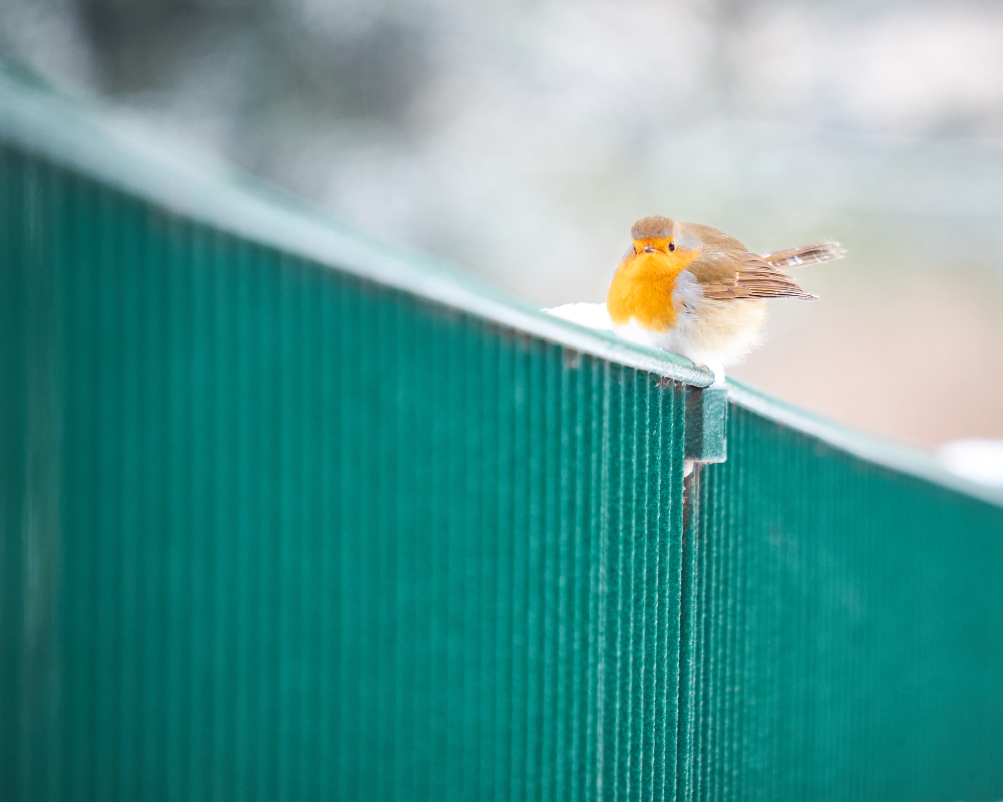 Fujifilm XF 55-200mm F3.5-4.8 R LM OIS sample photo. Bob the robin photography