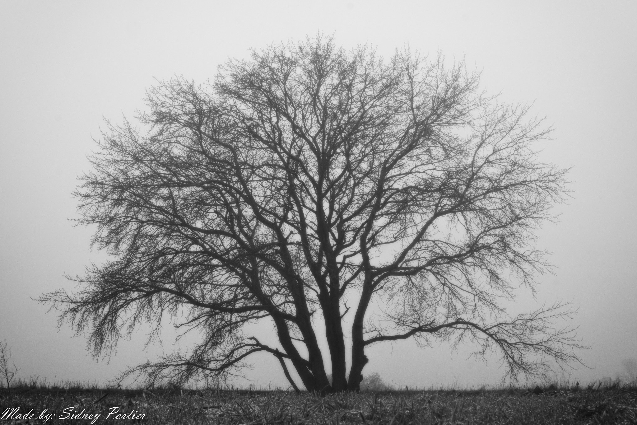 Samsung NX 16-50mm F3.5-5.6 Power Zoom ED OIS sample photo. Tree photography
