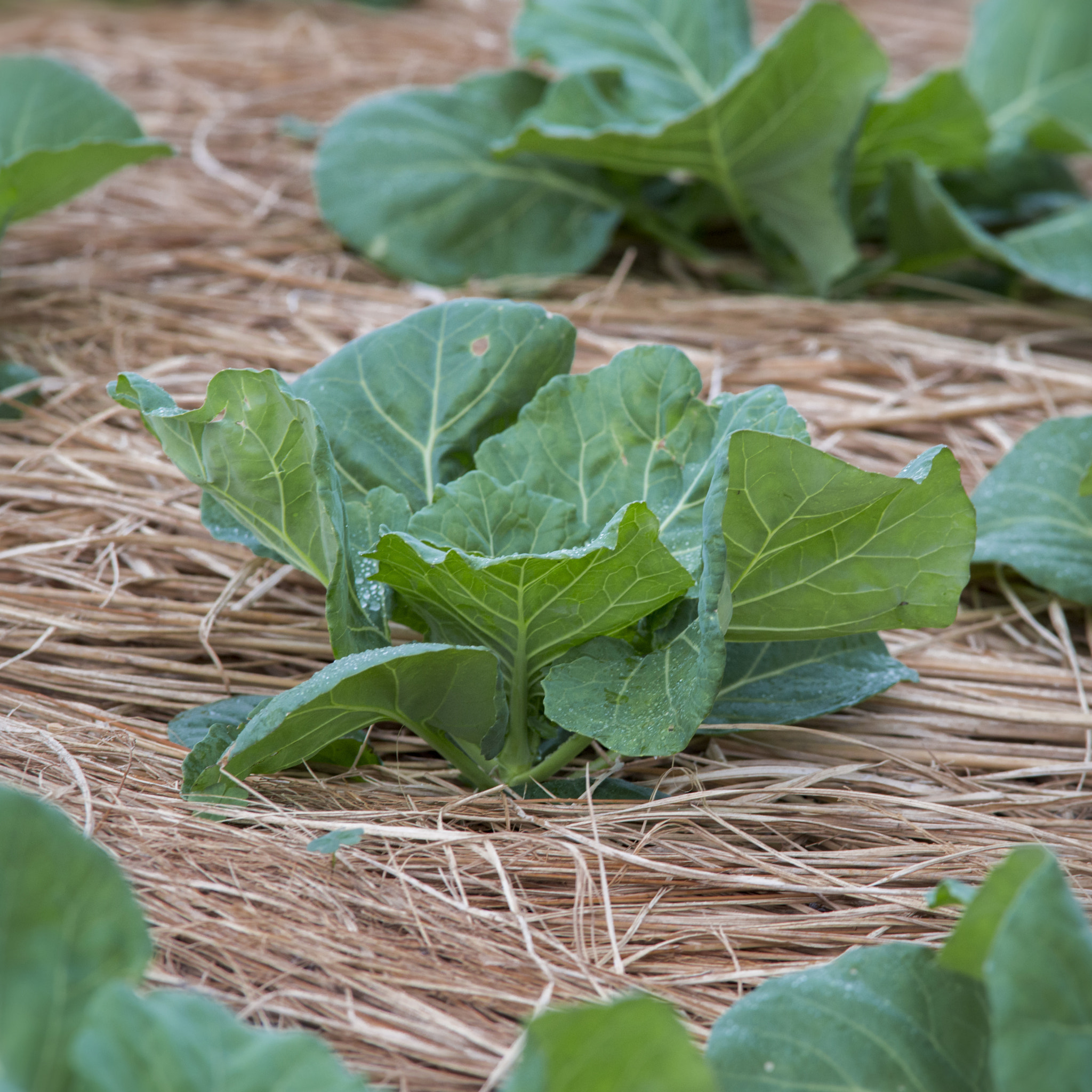 Nikon D600 + Sigma 50-100mm F1.8 DC HSM Art sample photo. Cabbage plantation photography