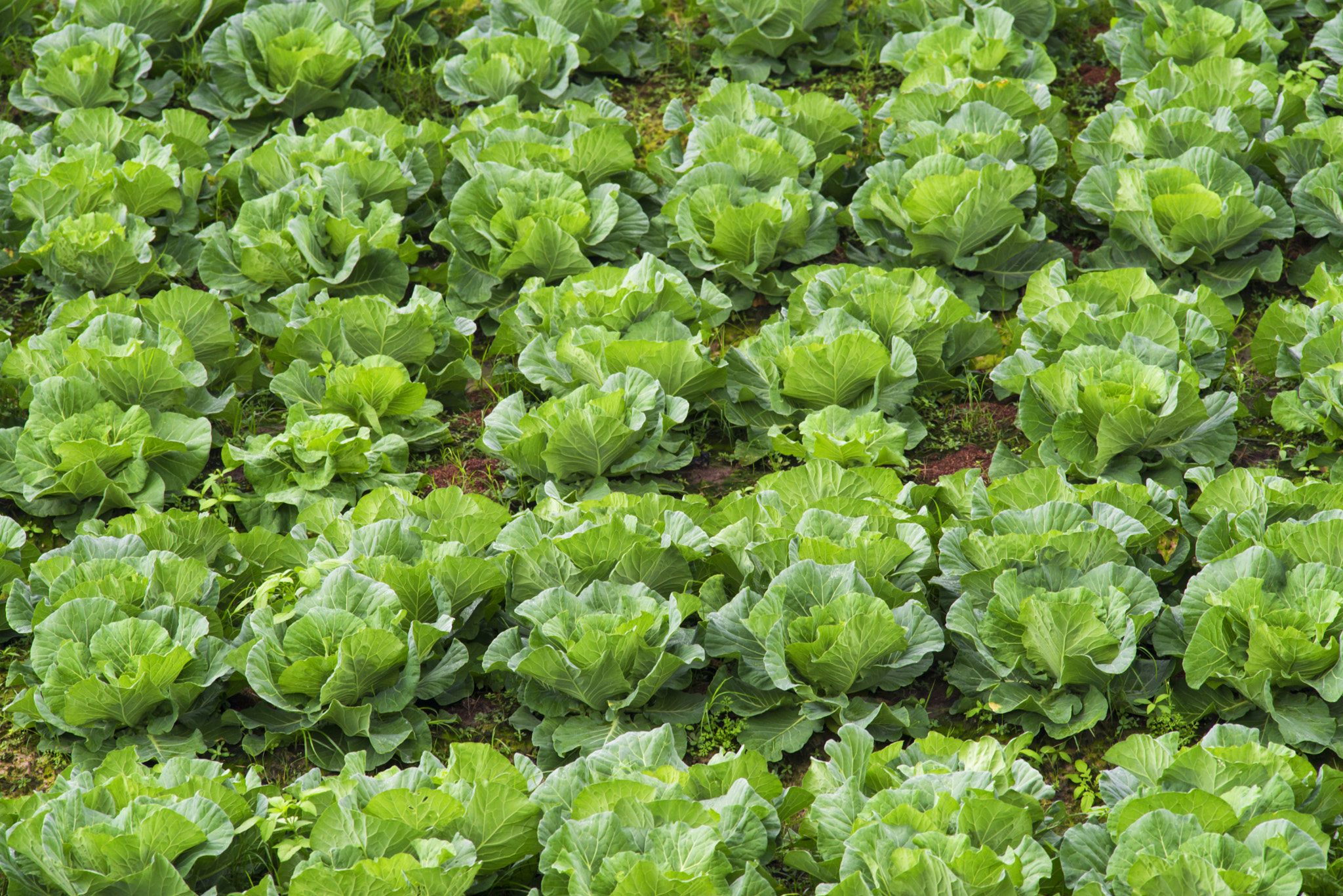 Nikon D600 sample photo. Rows of organic winter cabbage photography