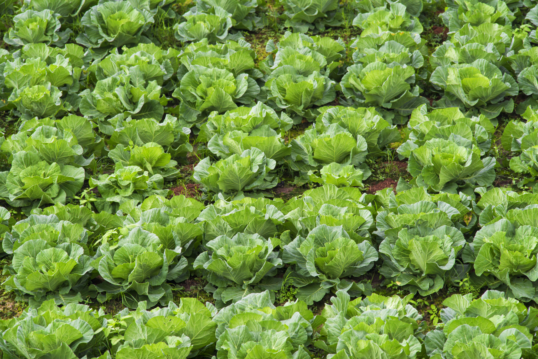 Sigma 50-100mm F1.8 DC HSM Art sample photo. Rows of organic winter cabbage photography