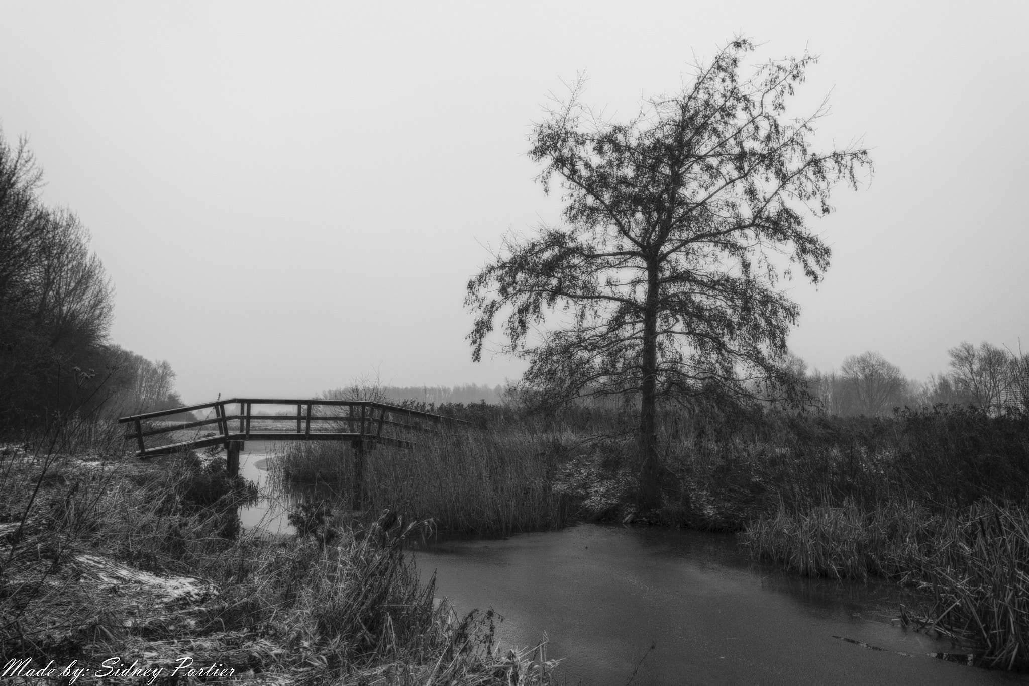 Samsung NX3300 sample photo. Bridge and tree photography