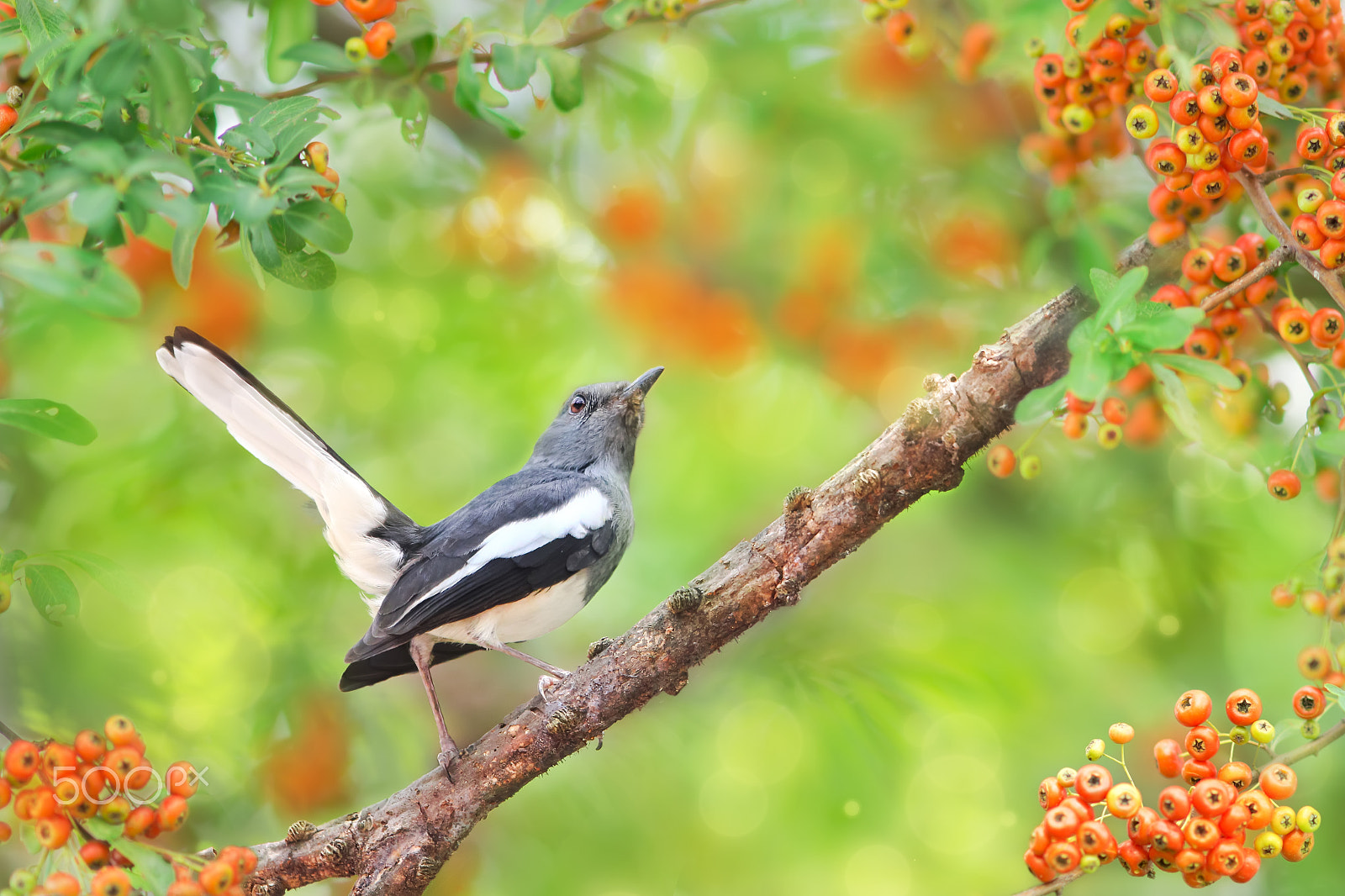 Canon EF 300mm F2.8L IS USM sample photo. Speak to the sky photography