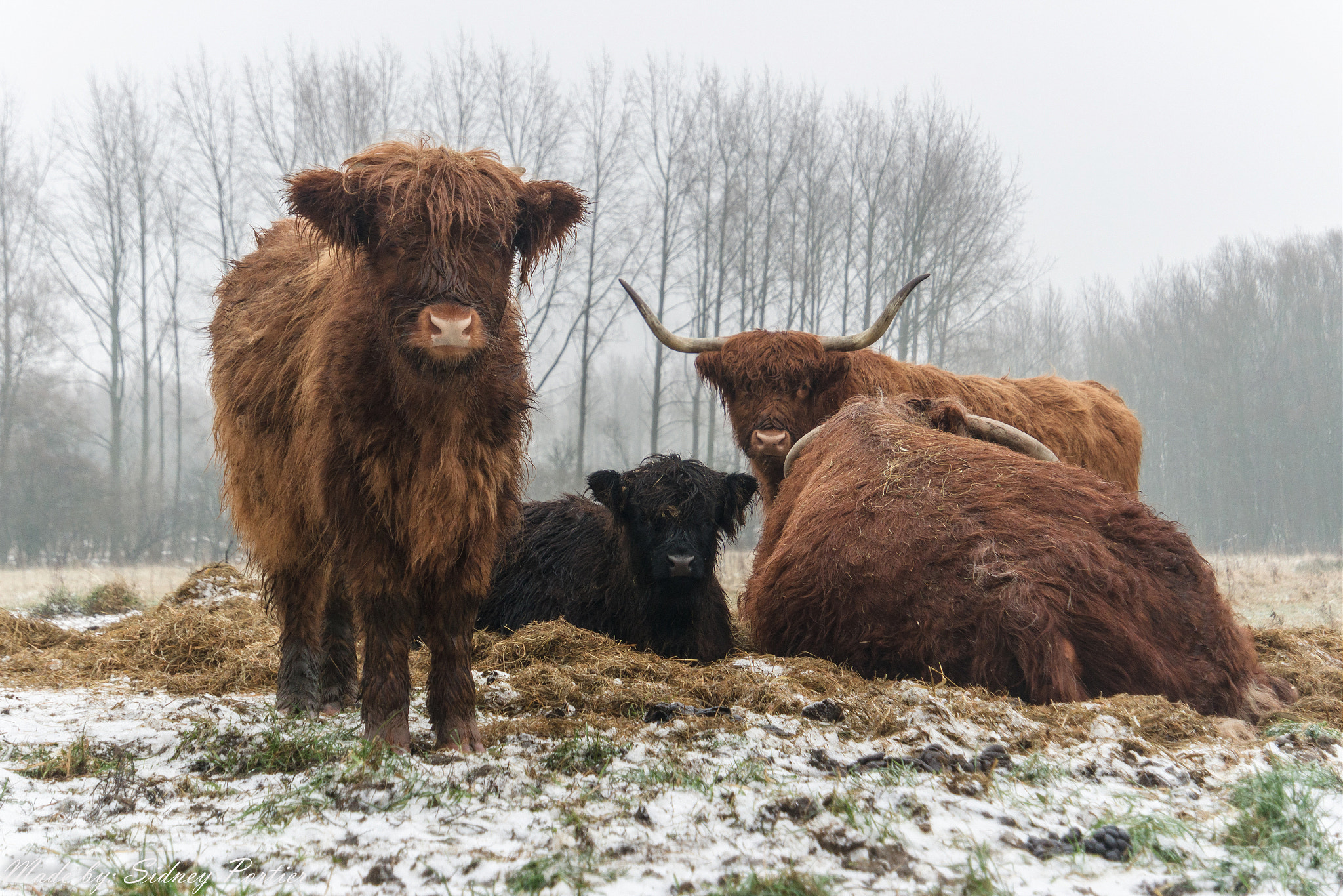 Samsung NX3300 sample photo. Schotse hooglanders photography