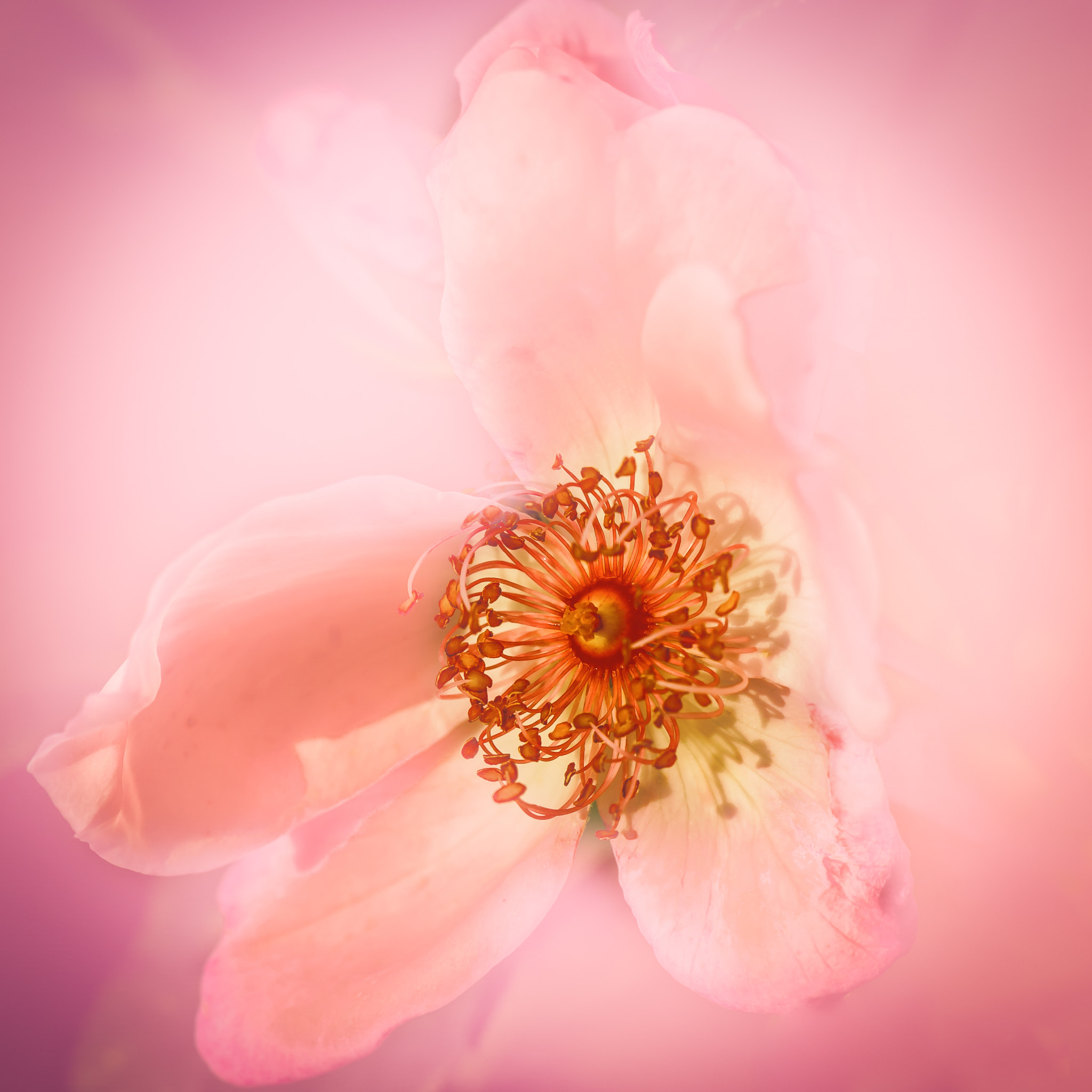 Nikon D4 sample photo. Wild rose photography