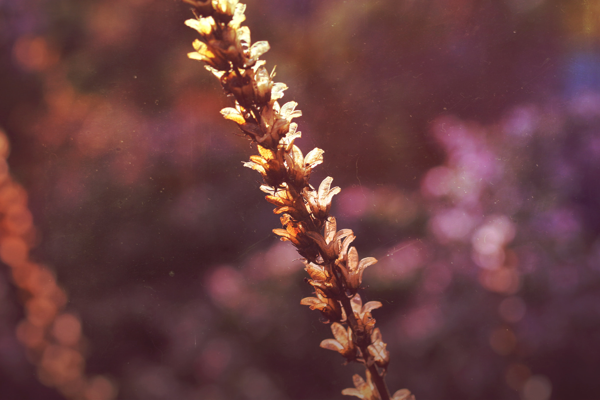 Canon EF 100mm F2.8L Macro IS USM sample photo. Echoes of summer series photography