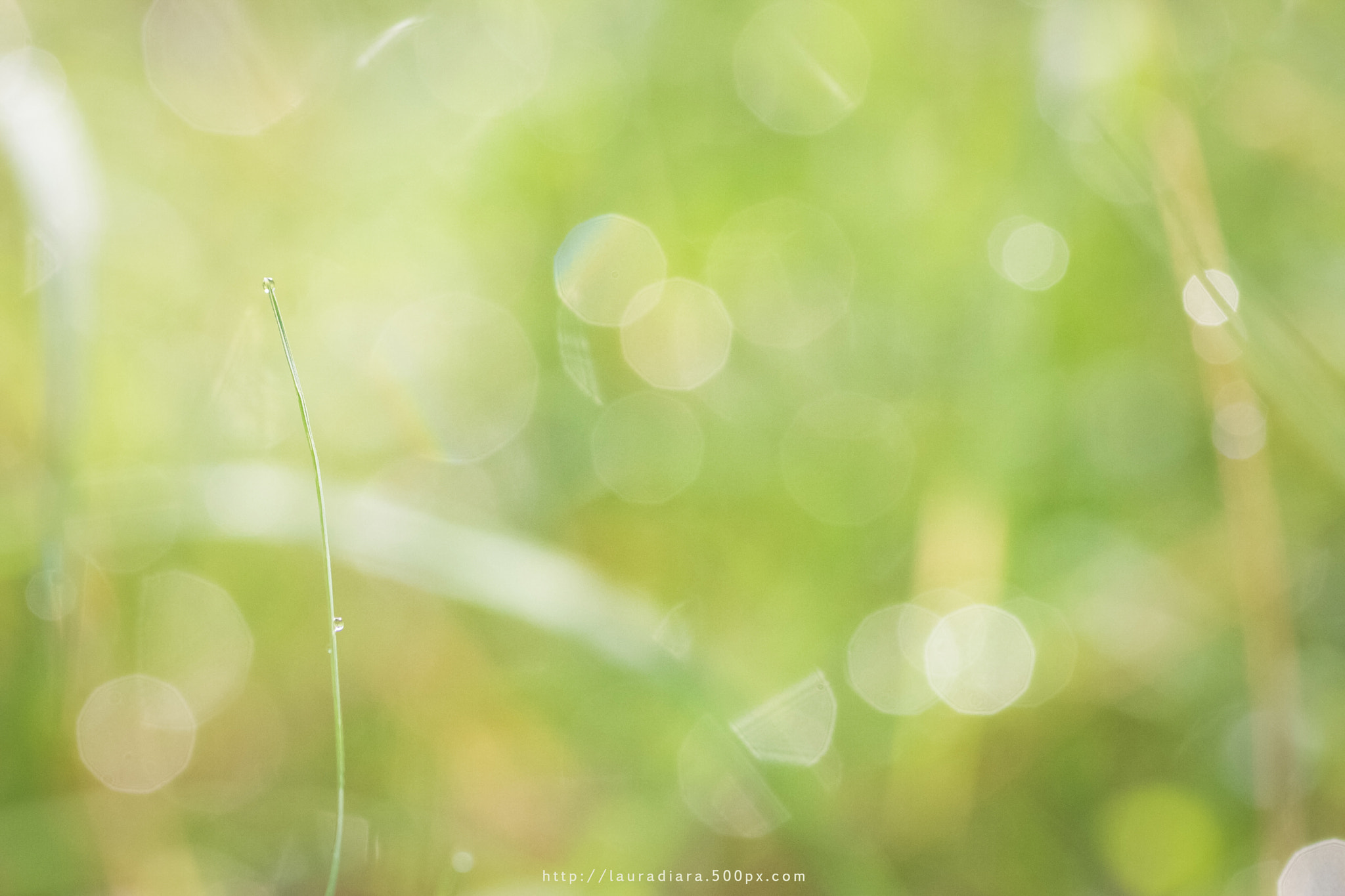 Canon EOS 40D + Tamron SP AF 90mm F2.8 Di Macro sample photo. In my meadow photography