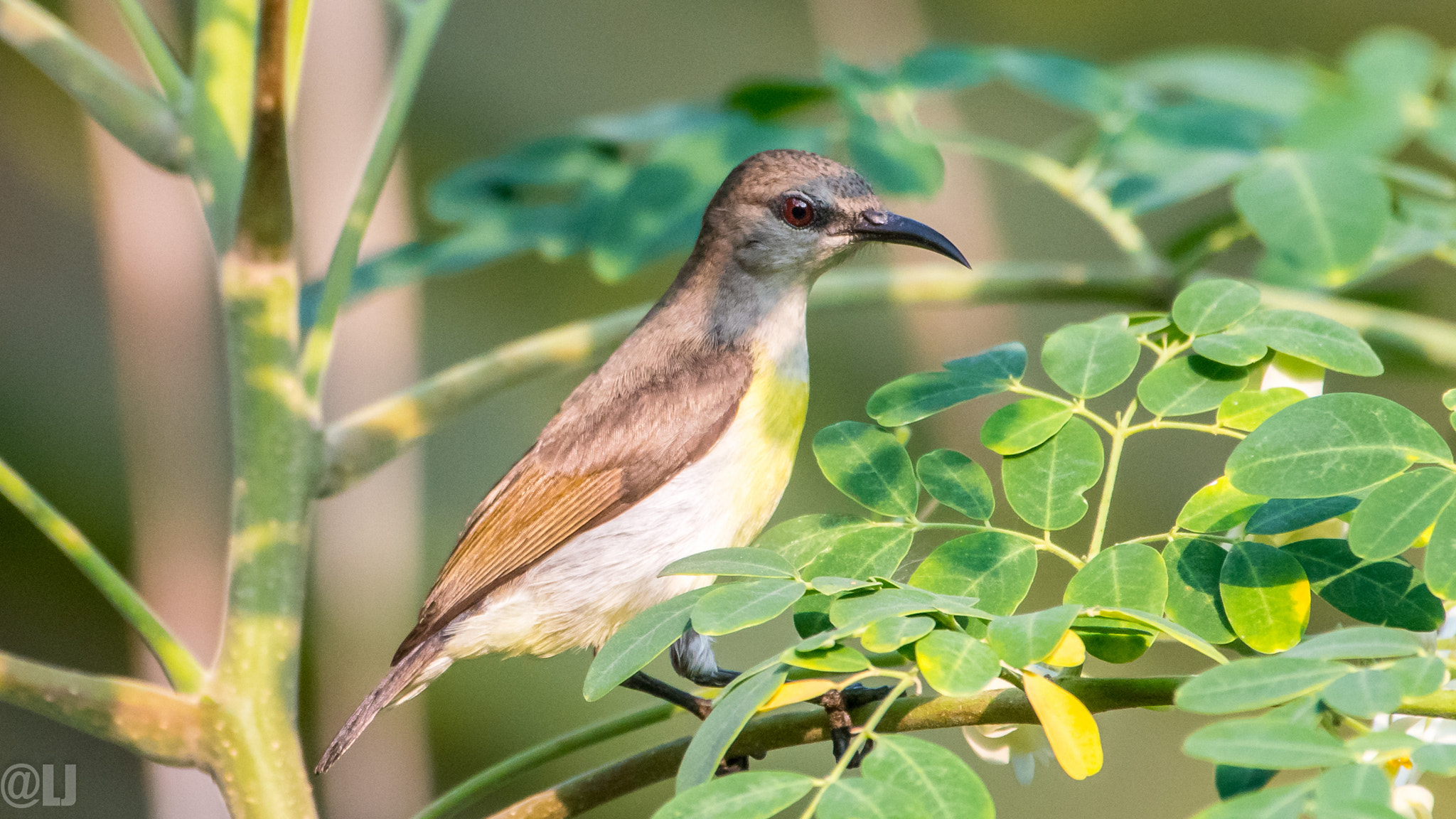 Nikon AF-S Nikkor 200-500mm F5.6E ED VR sample photo. Sunbird (female) photography