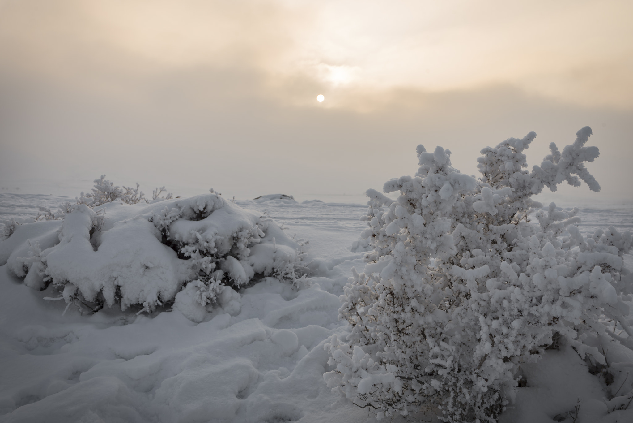Nikon D750 + Tamron SP 35mm F1.8 Di VC USD sample photo. Frozen photography