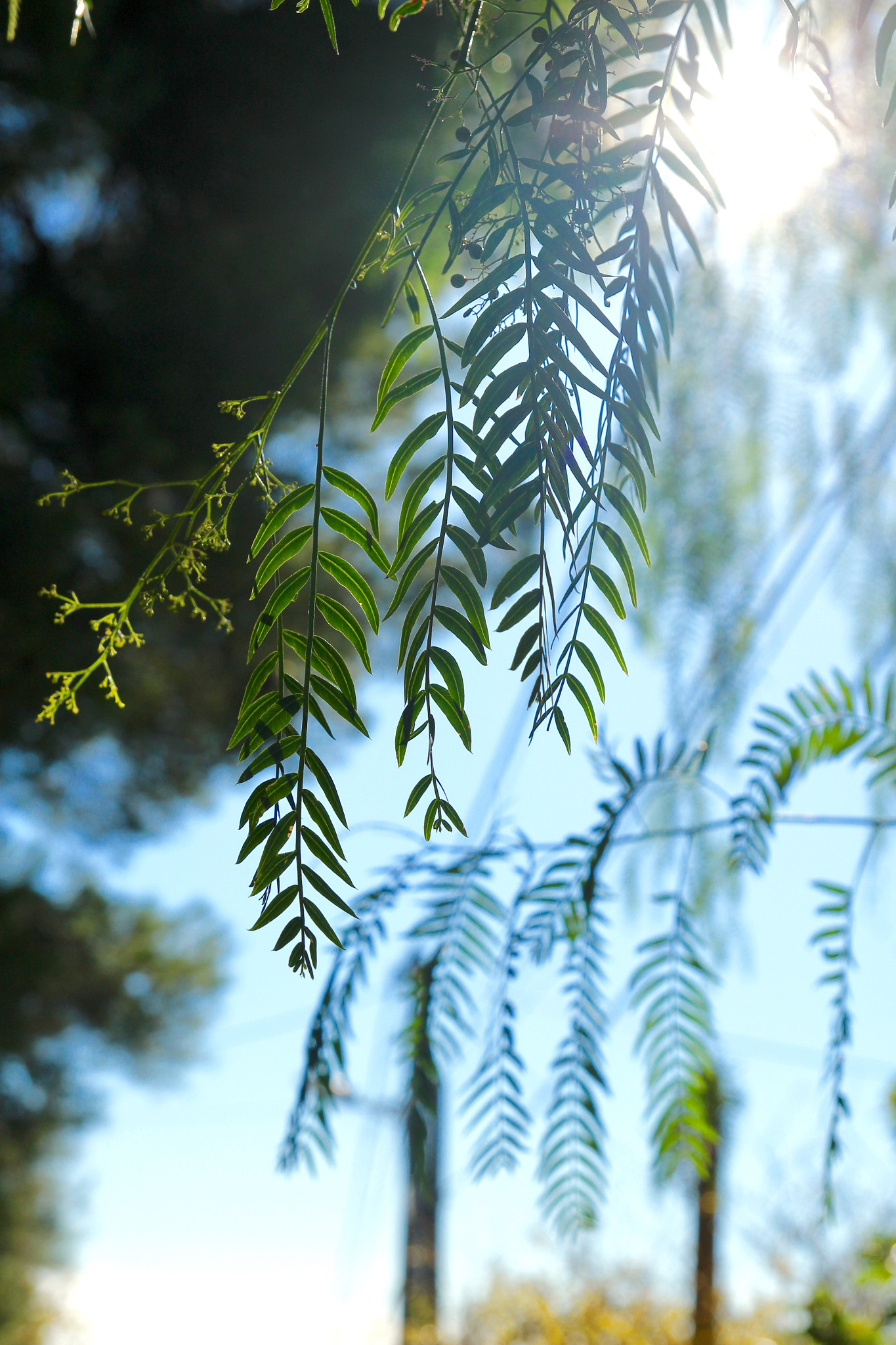 Tamron SP AF 17-50mm F2.8 XR Di II LD Aspherical (IF) sample photo. Home photography