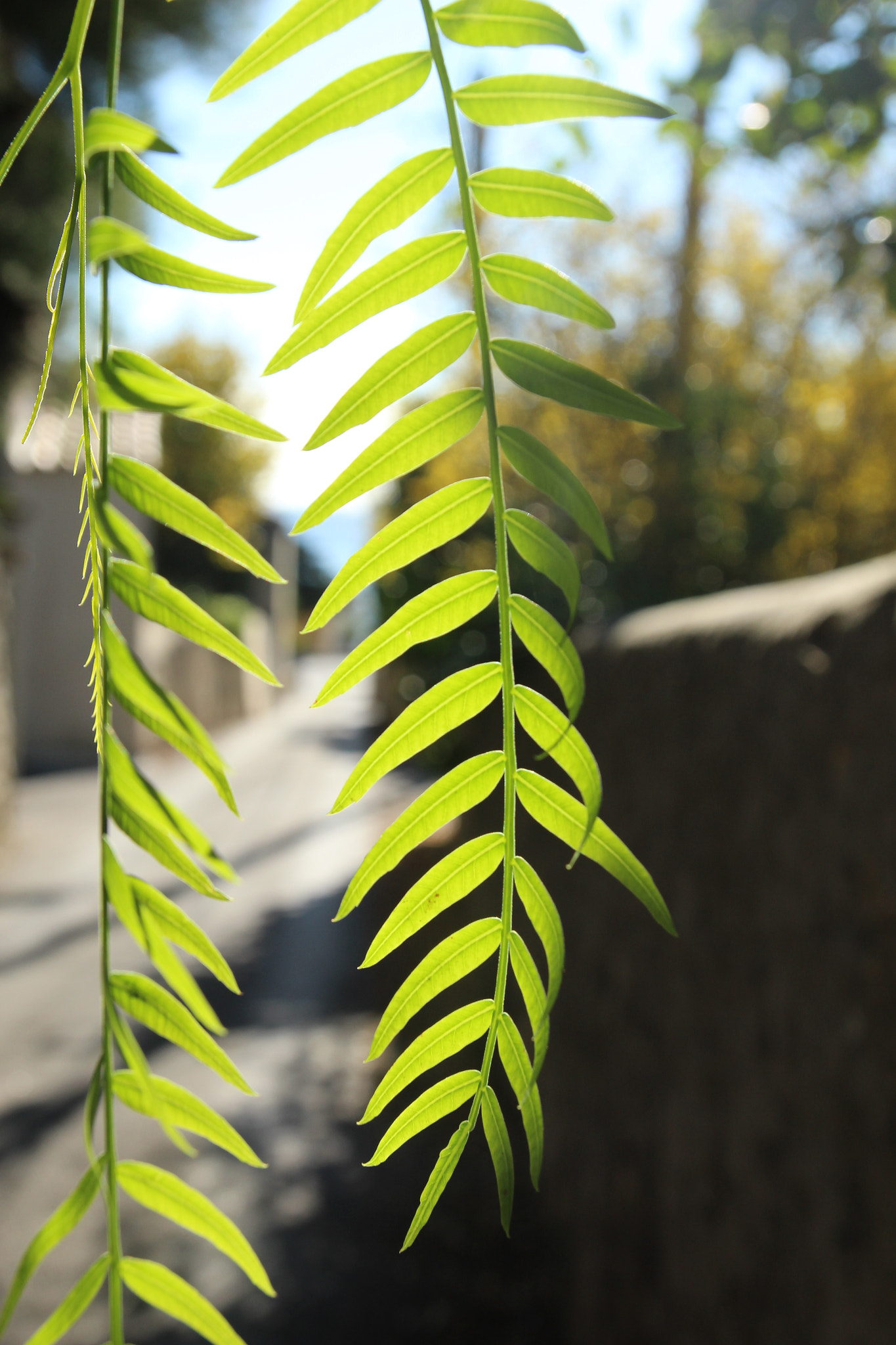 Tamron SP AF 17-50mm F2.8 XR Di II LD Aspherical (IF) sample photo. Home ii photography