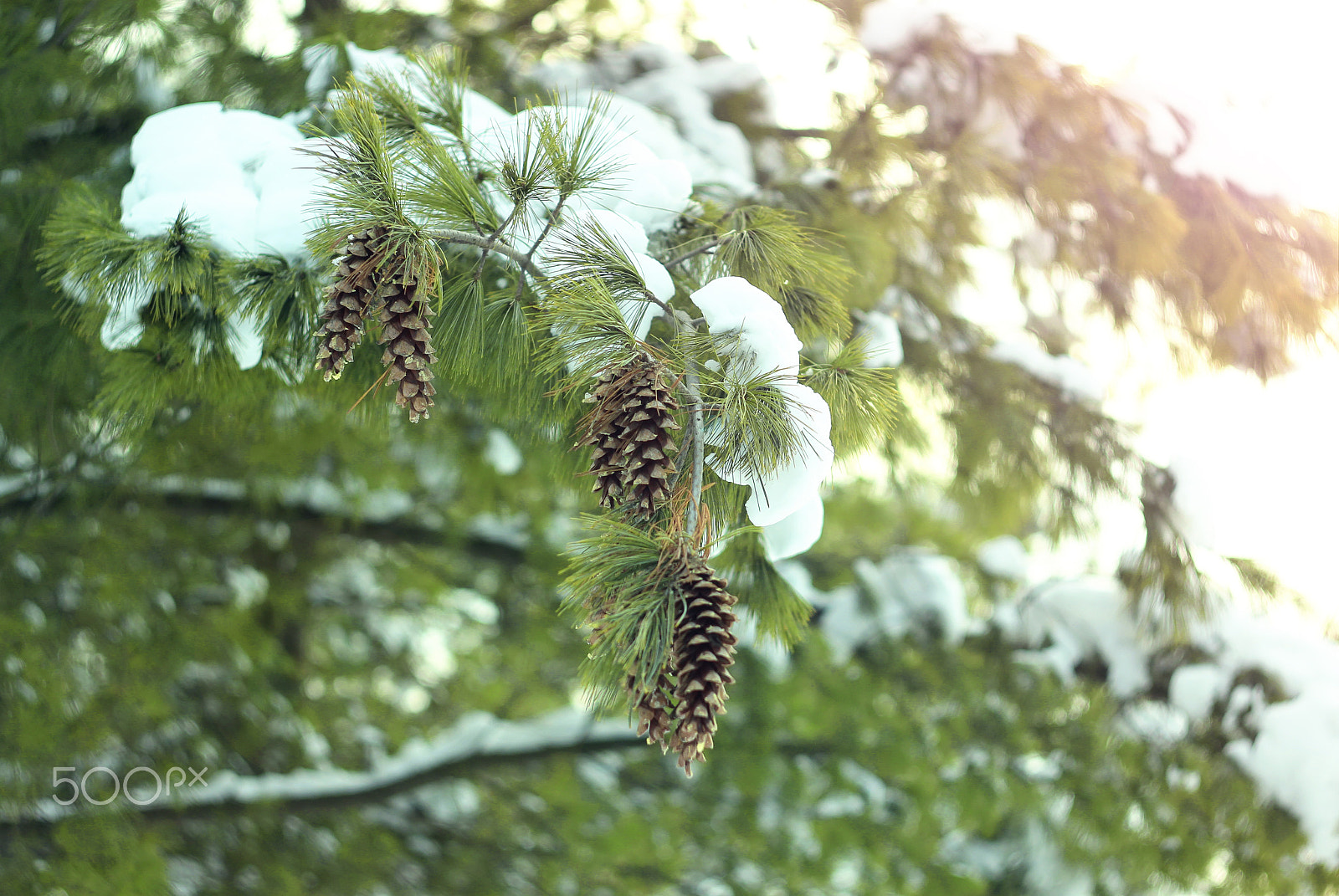 Canon EF 35-80mm f/4-5.6 sample photo