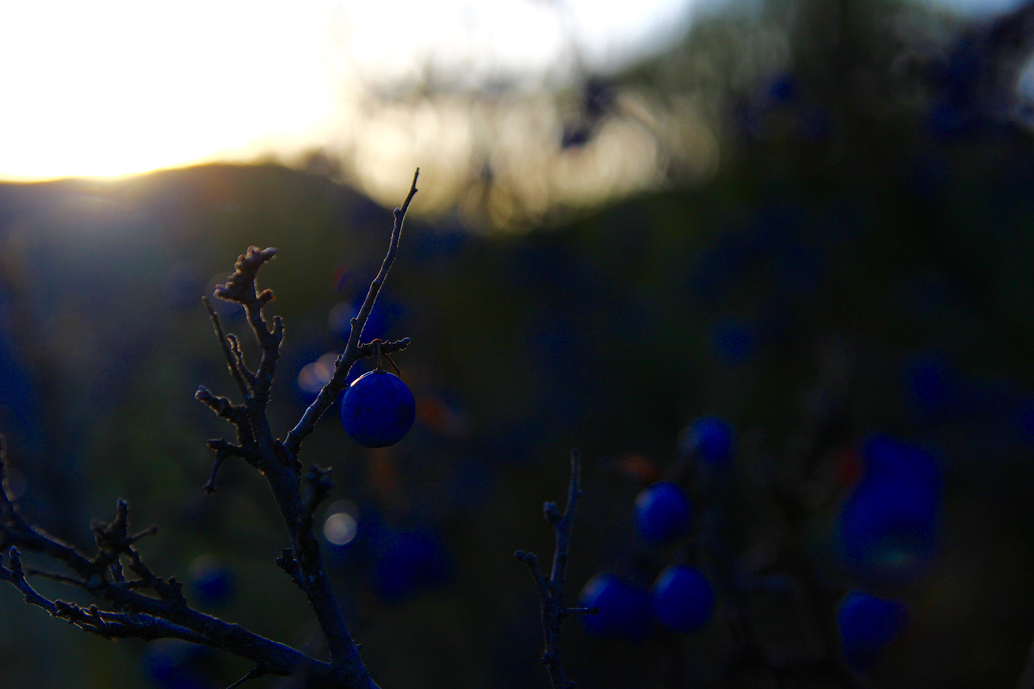 Tamron SP AF 17-50mm F2.8 XR Di II LD Aspherical (IF) sample photo. Prunelier photography
