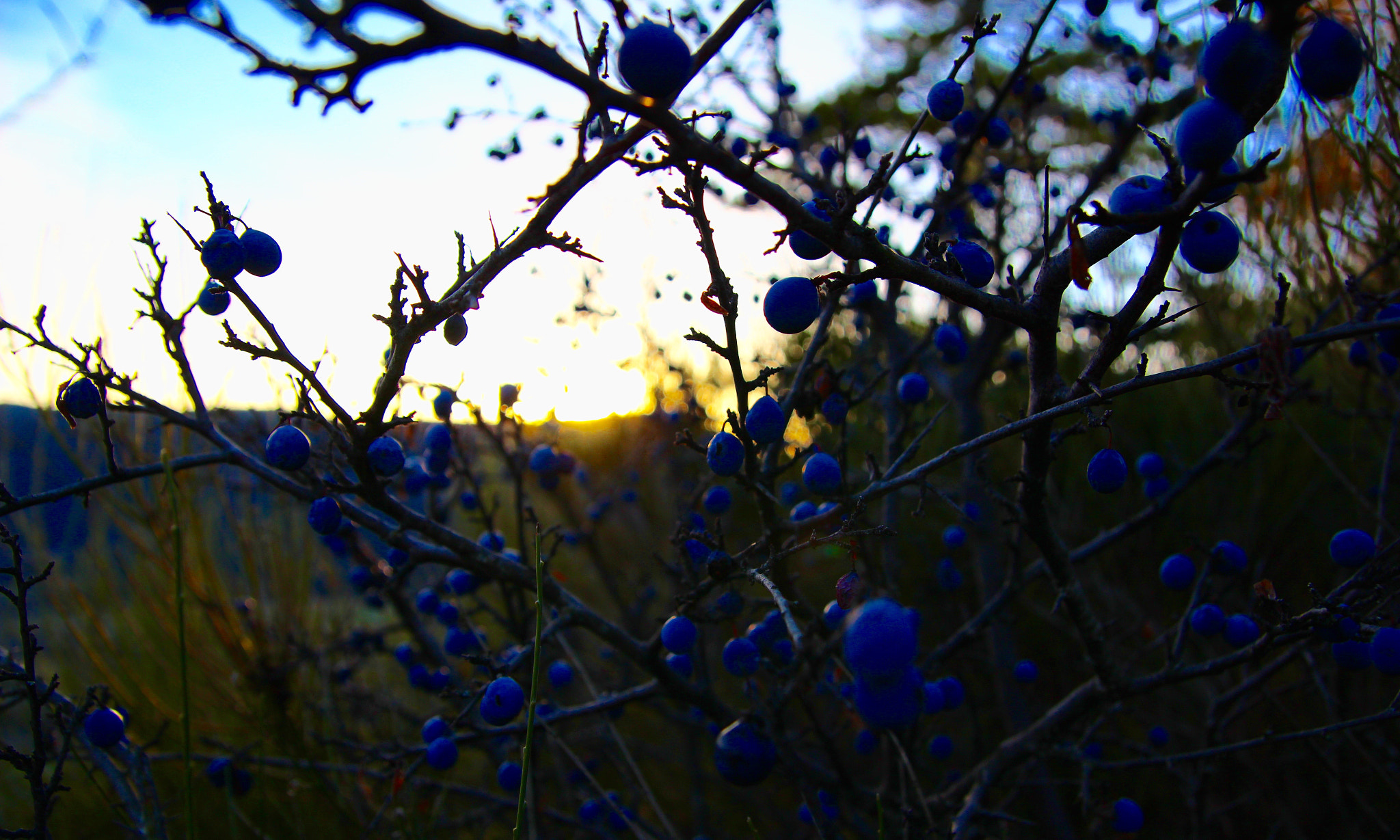 Tamron SP AF 17-50mm F2.8 XR Di II LD Aspherical (IF) sample photo. Sunset prunelier photography