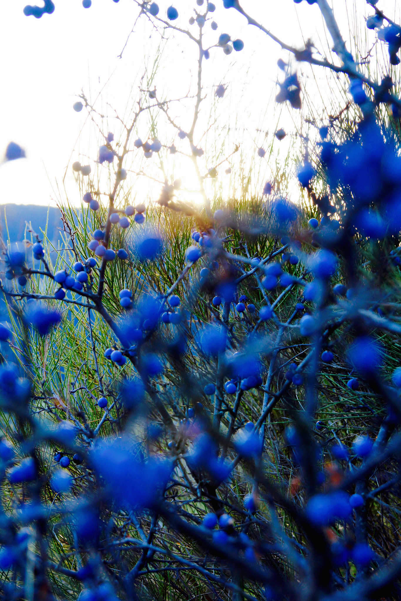 Tamron SP AF 17-50mm F2.8 XR Di II LD Aspherical (IF) sample photo. Perles photography