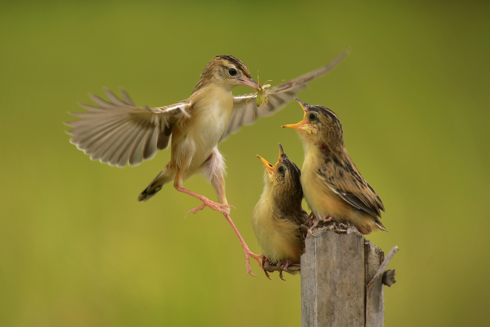 Nikon D750 + AF Nikkor 300mm f/4 IF-ED sample photo. Zitting cisticola in action photography