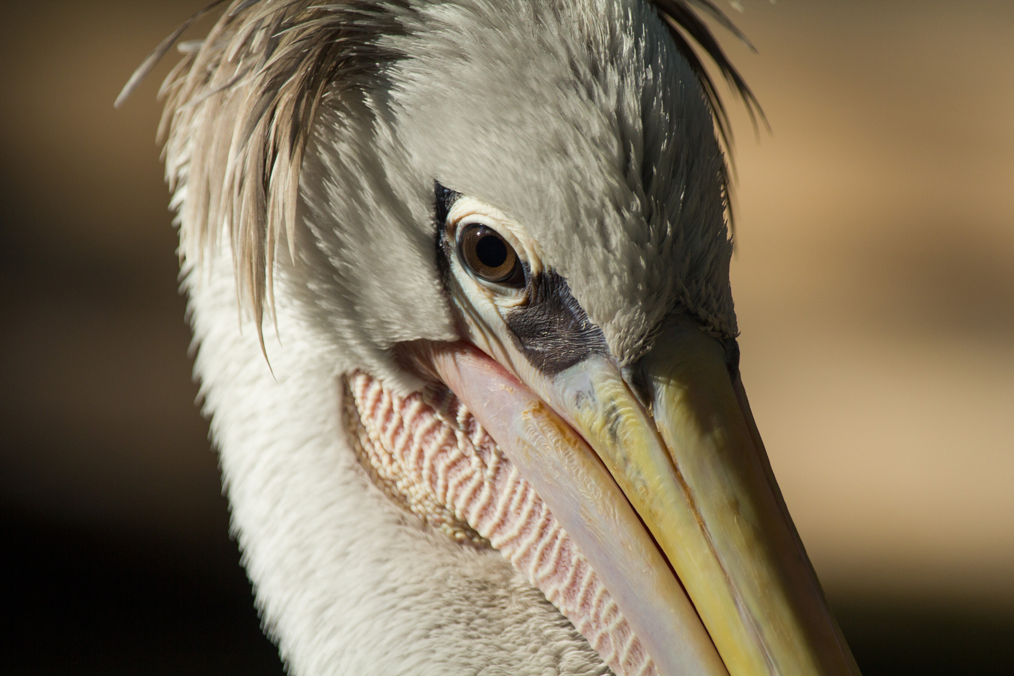 Canon EF 100-400mm F4.5-5.6L IS USM sample photo. Pink-backed pelican photography