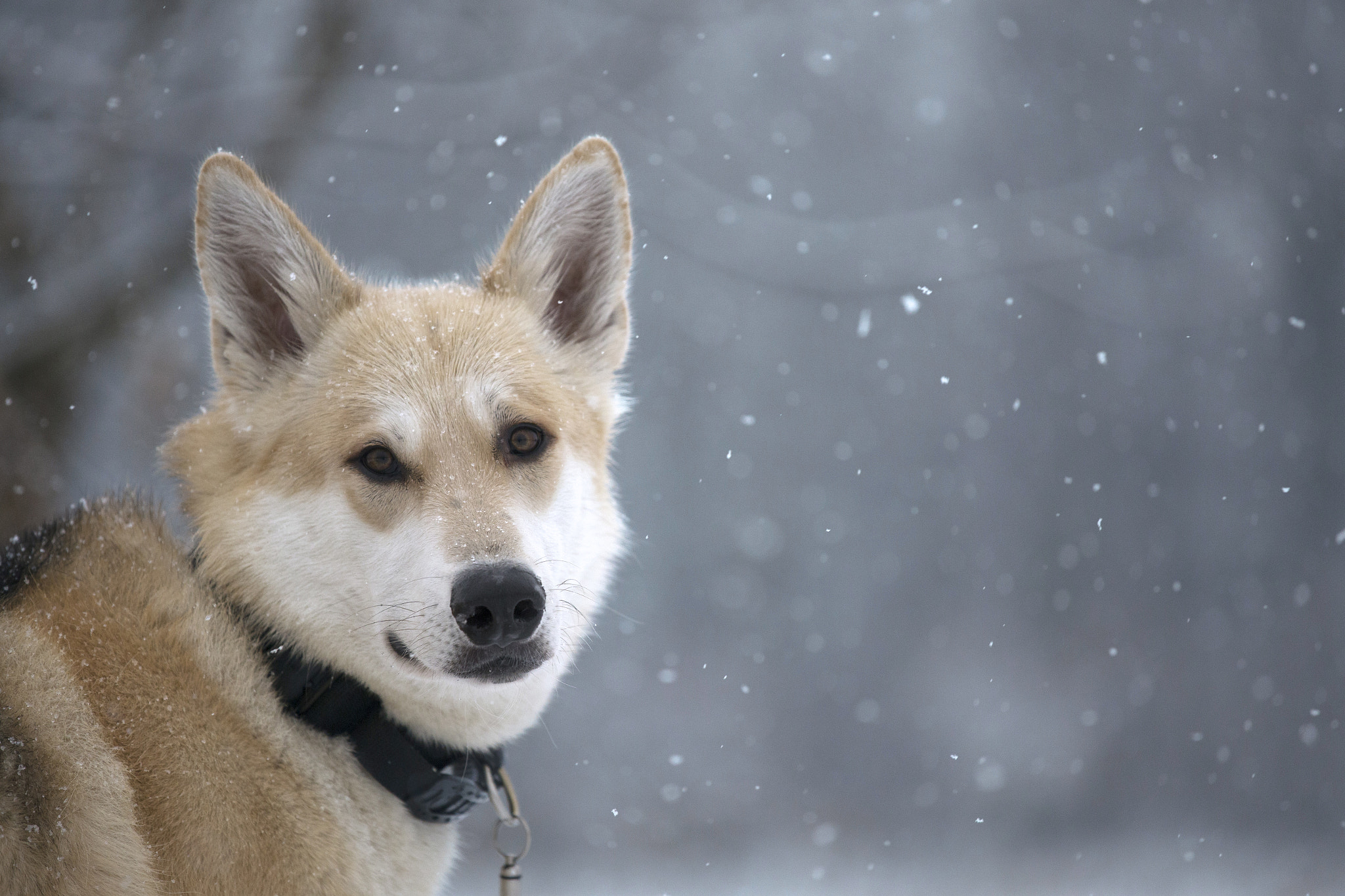 Canon EF 70-200mm F4L IS USM sample photo