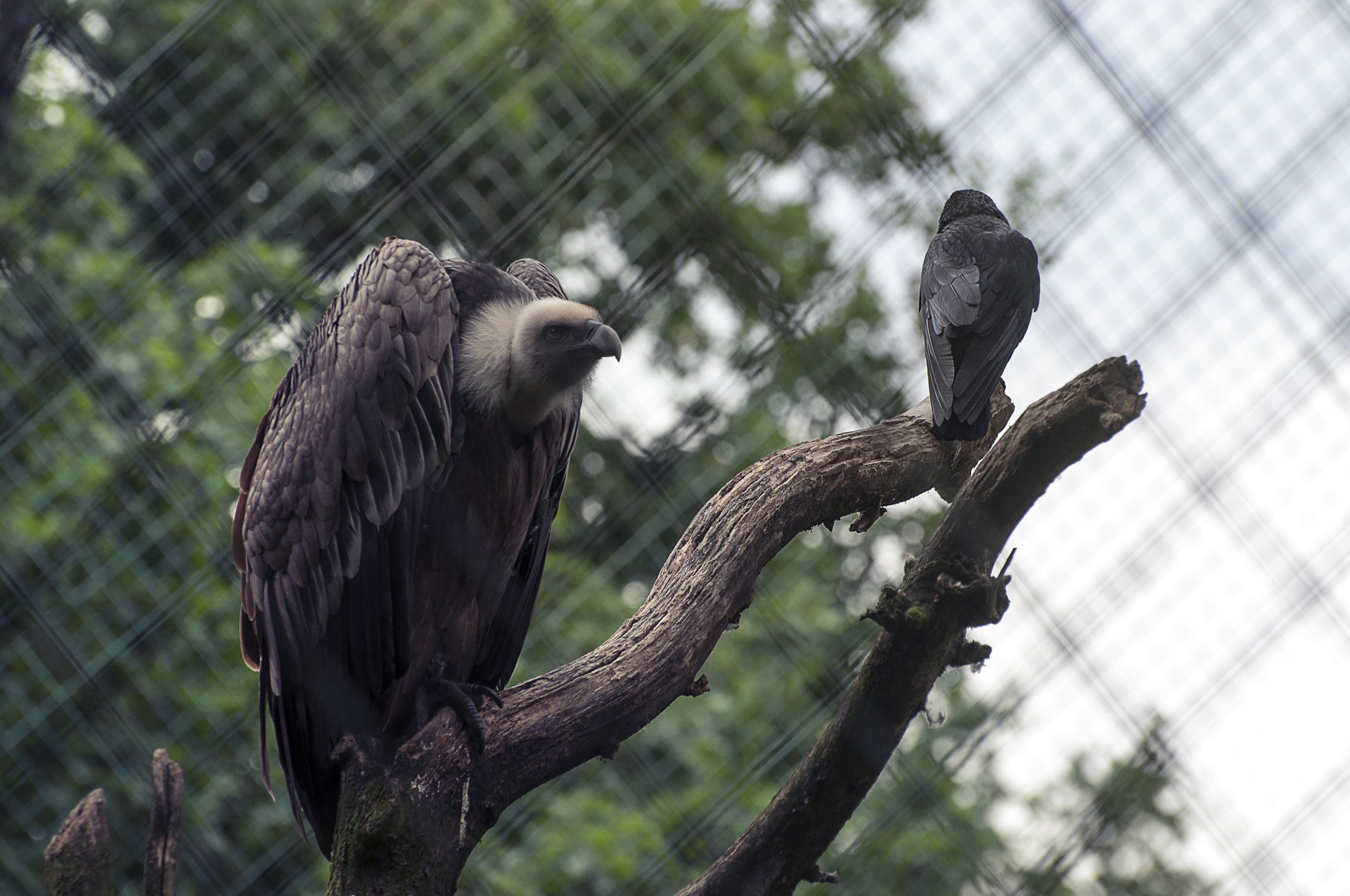 Nikon D5000 sample photo. Vulture photography