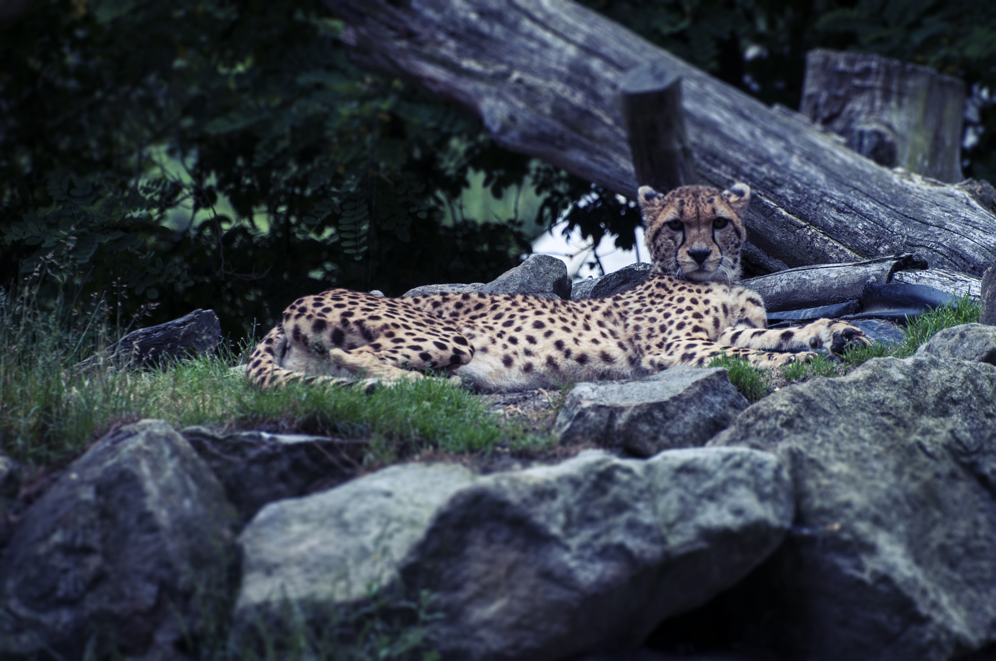 Nikon D5000 sample photo. Cheetah photography