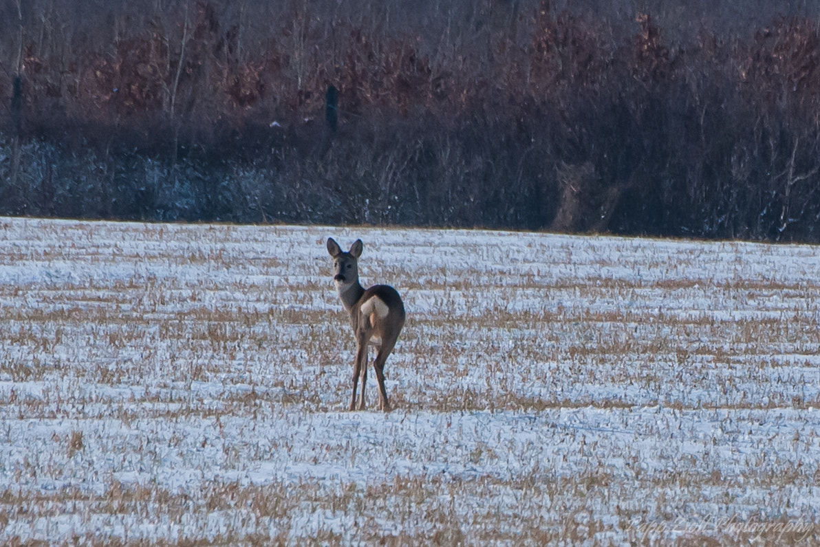 Sigma 70-300mm F4-5.6 APO DG Macro sample photo. Little roe to see me :) photography