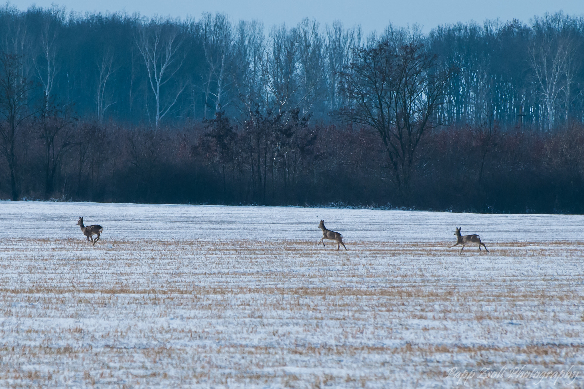Sigma 70-300mm F4-5.6 APO DG Macro sample photo. Little roe family photography