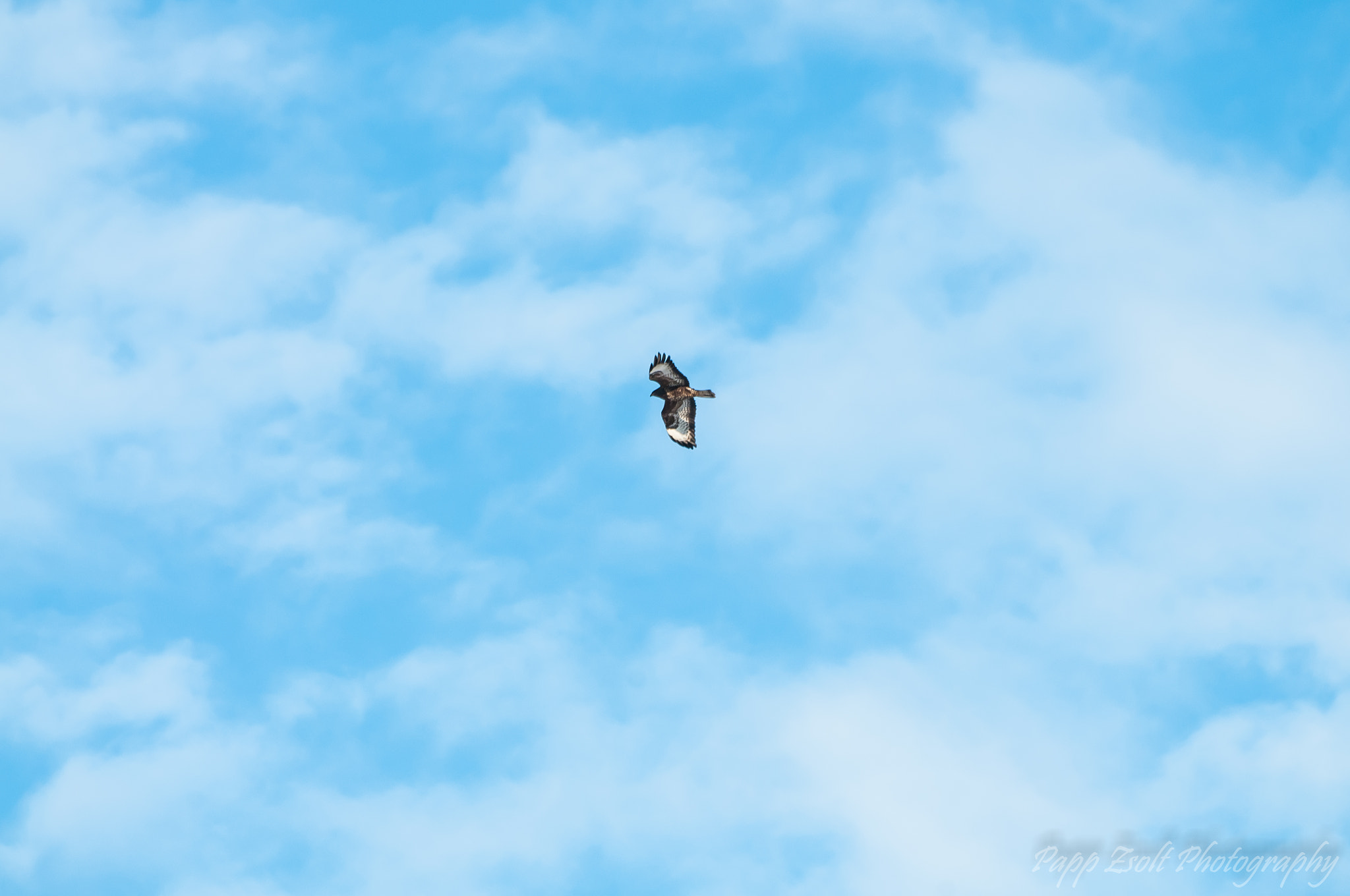 Sigma 70-300mm F4-5.6 APO DG Macro sample photo. Eagle freedom photography
