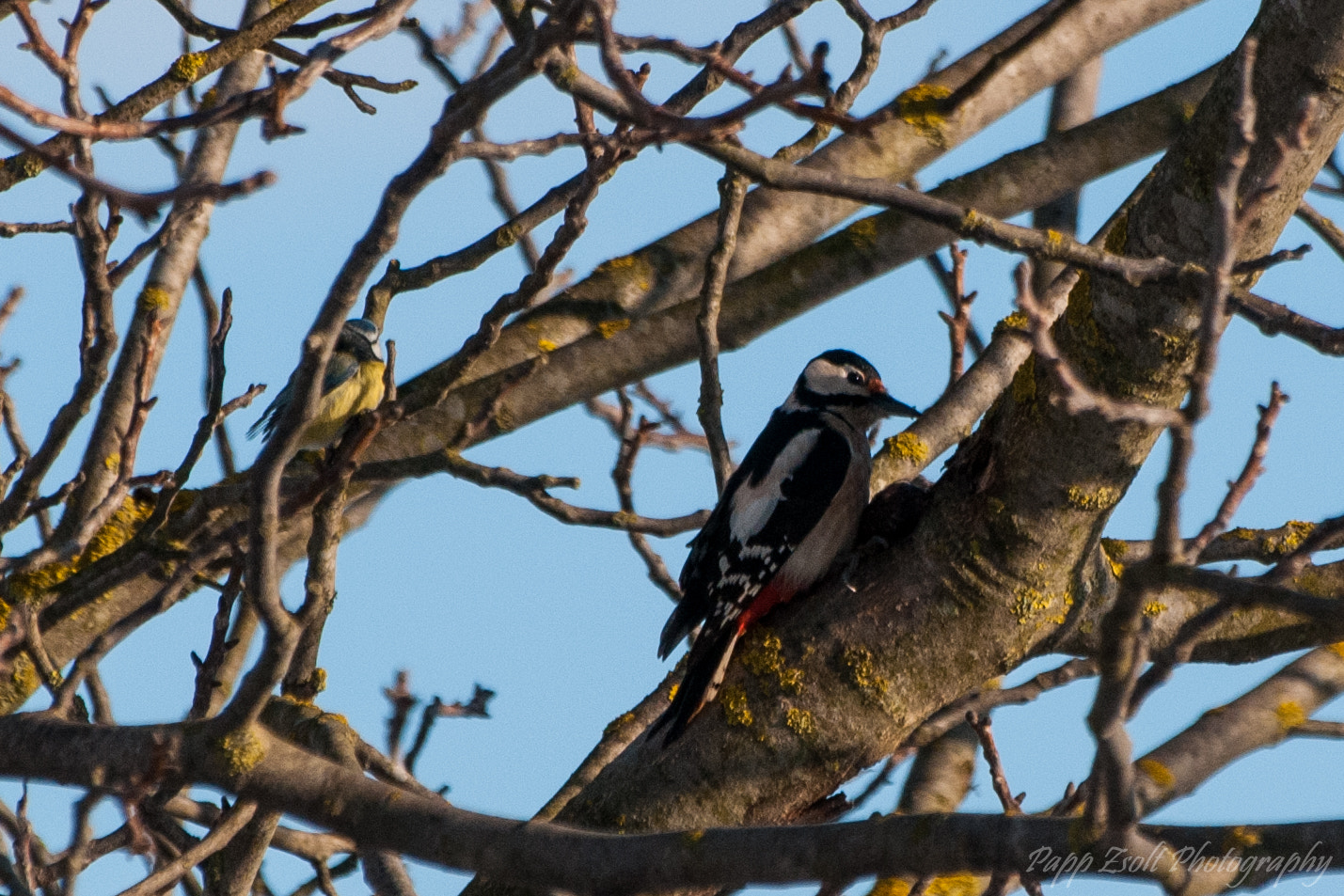 Sigma 70-300mm F4-5.6 APO DG Macro sample photo. Woodpecker& a little thief photography