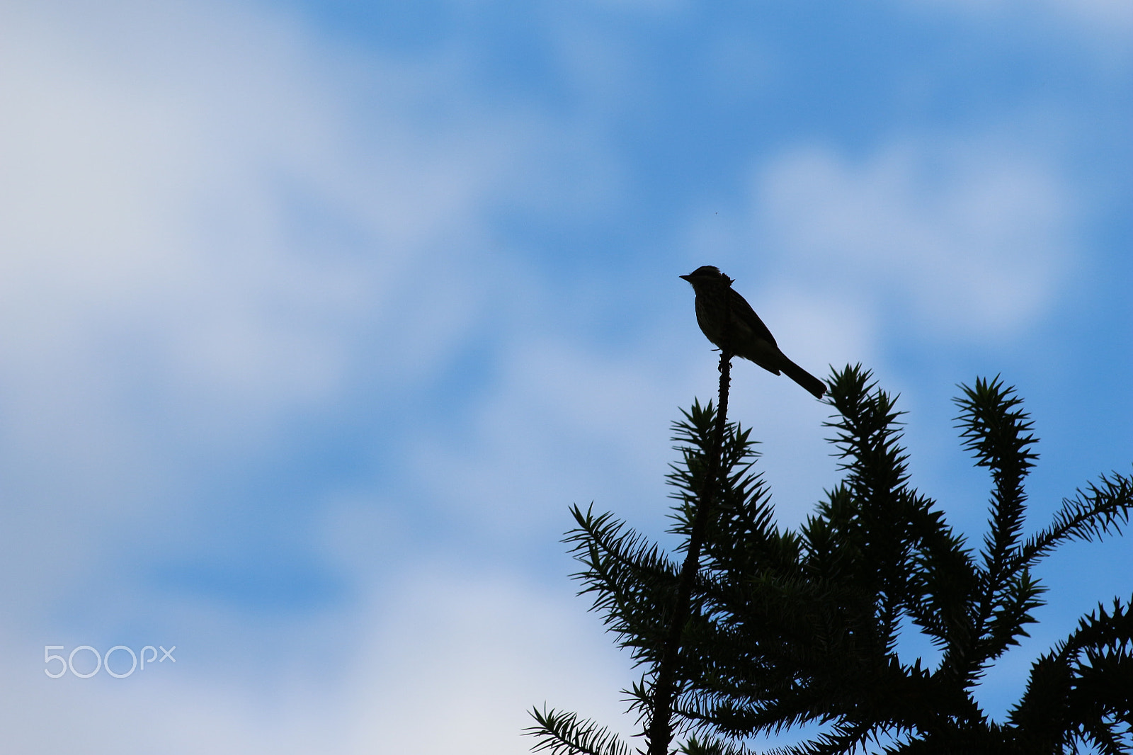 Canon EF 70-300mm F4-5.6 IS USM sample photo. Birds and fruits photography