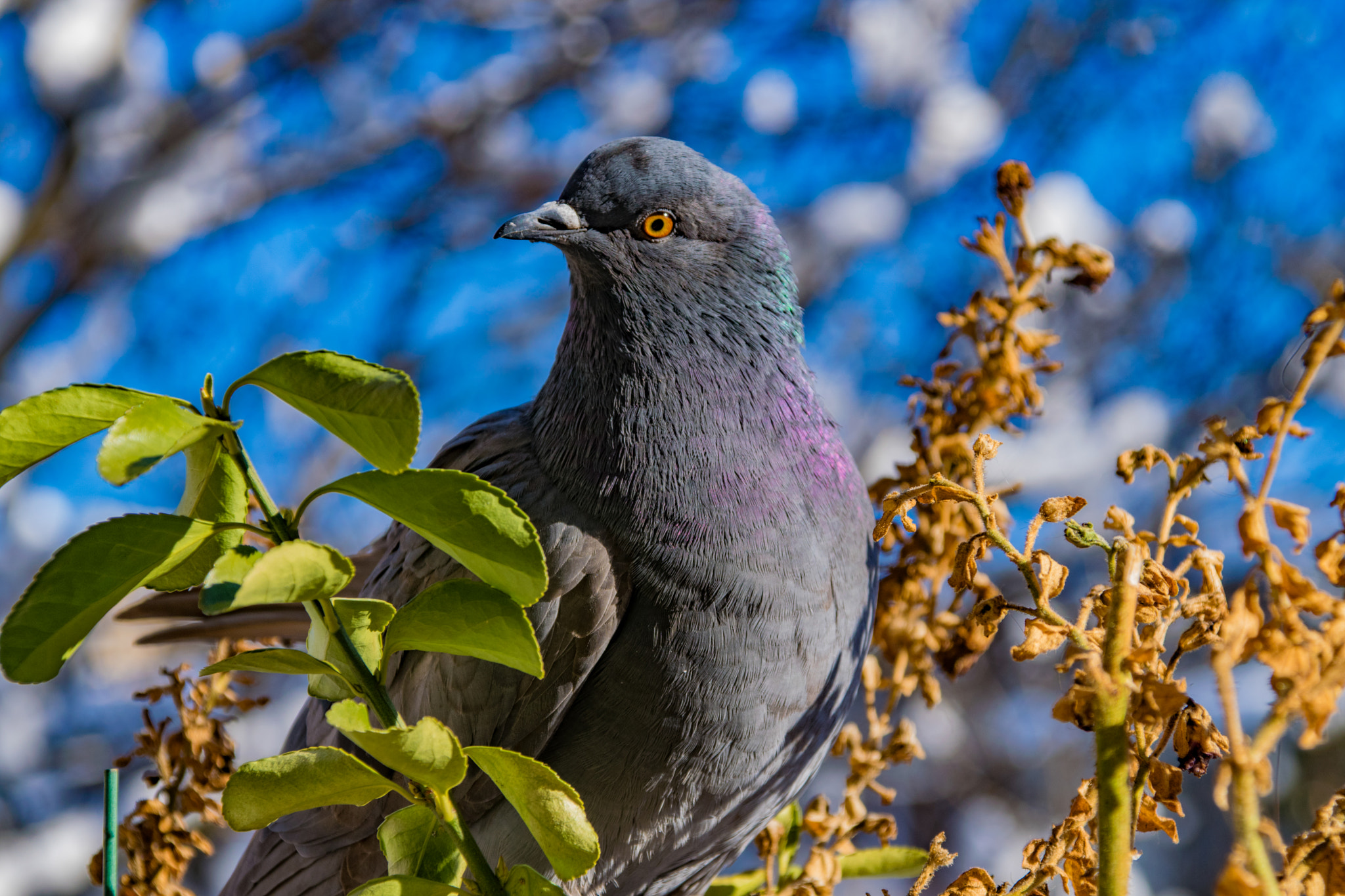 Sigma 28-300mm F3.5-6.3 DG Macro sample photo. Dove photography