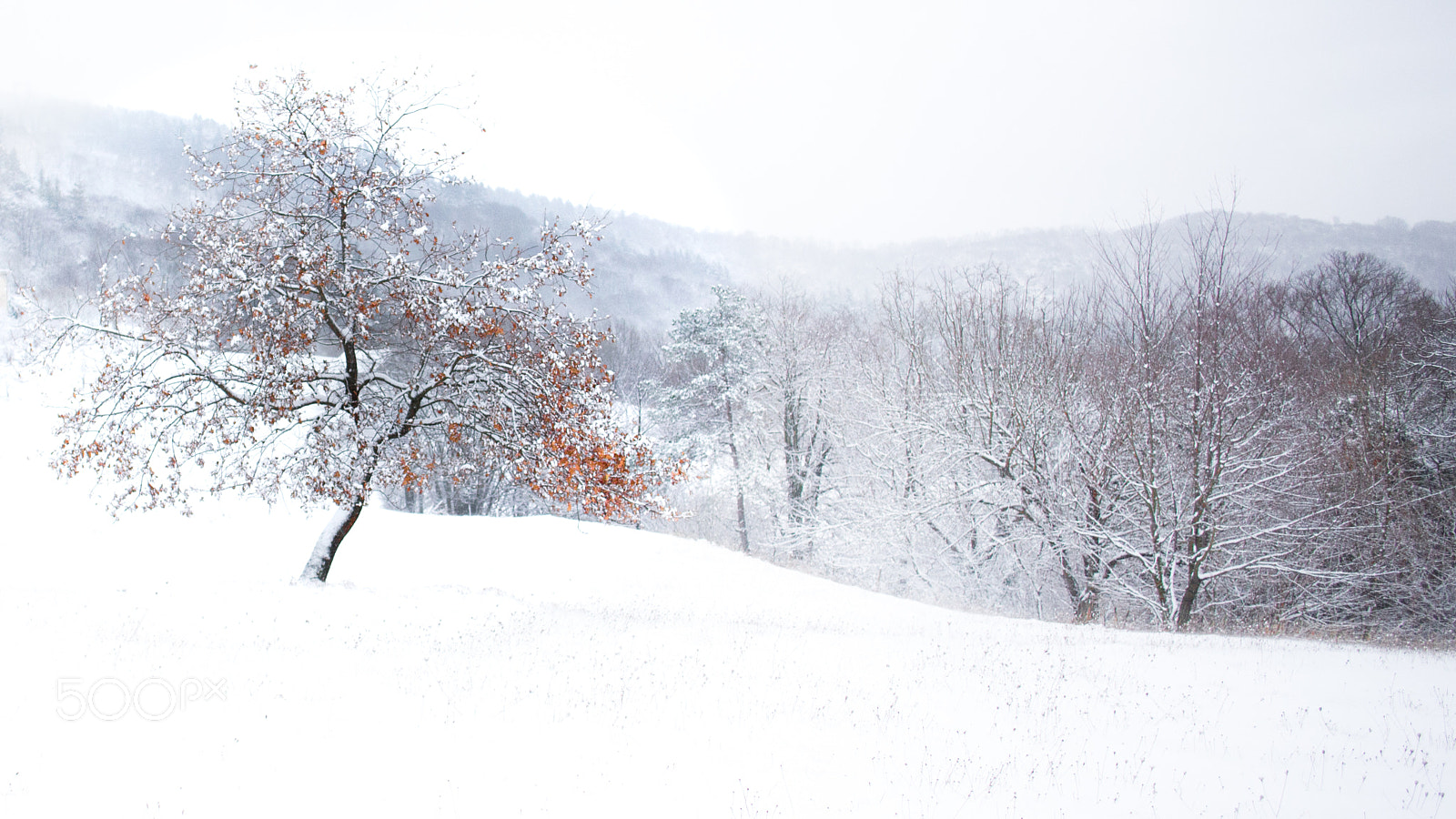 Canon EF 24mm F2.8 IS USM sample photo. White winter photography