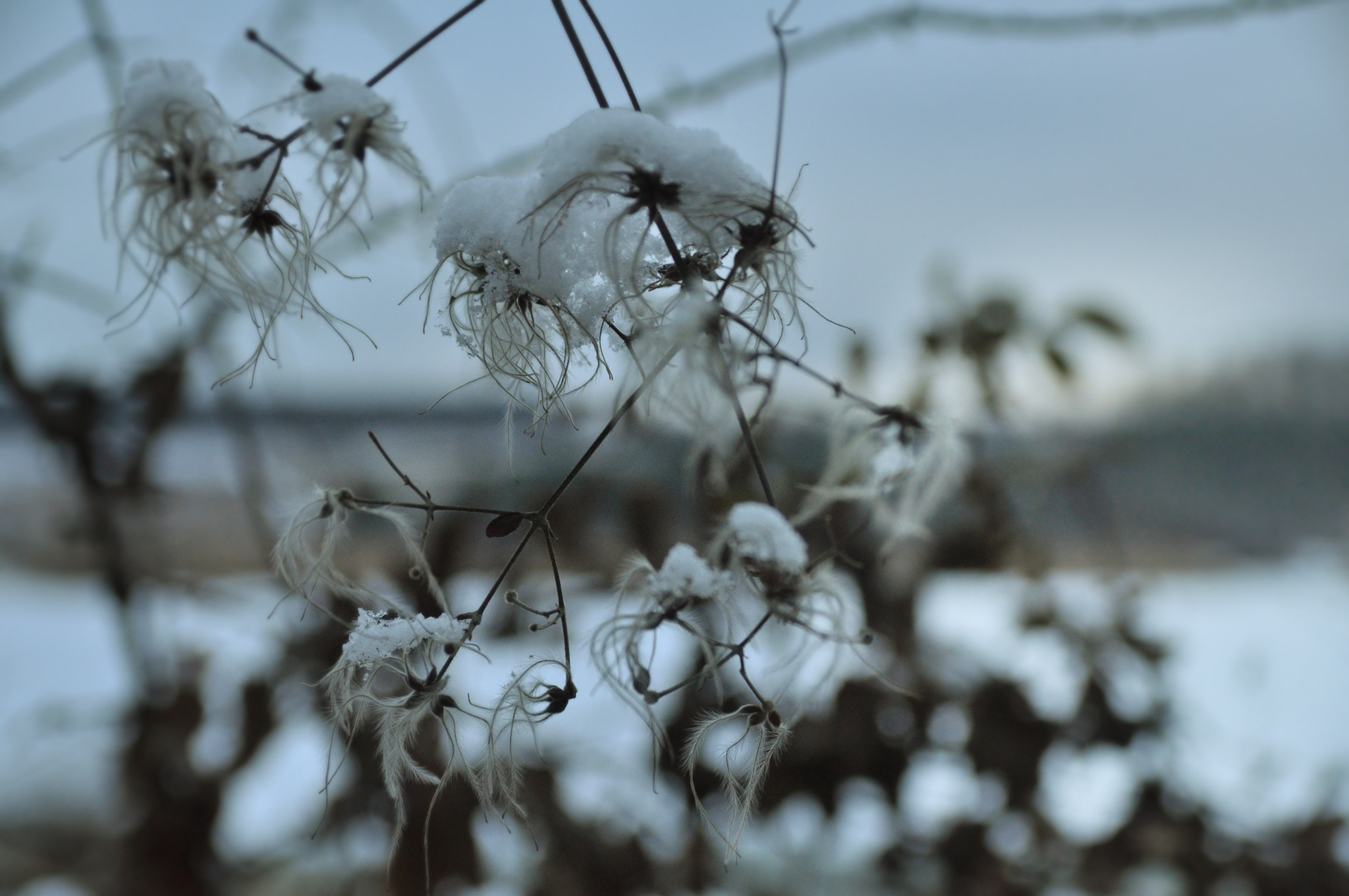 Sigma 17-70mm F2.8-4 DC Macro OS HSM sample photo. Magic photography