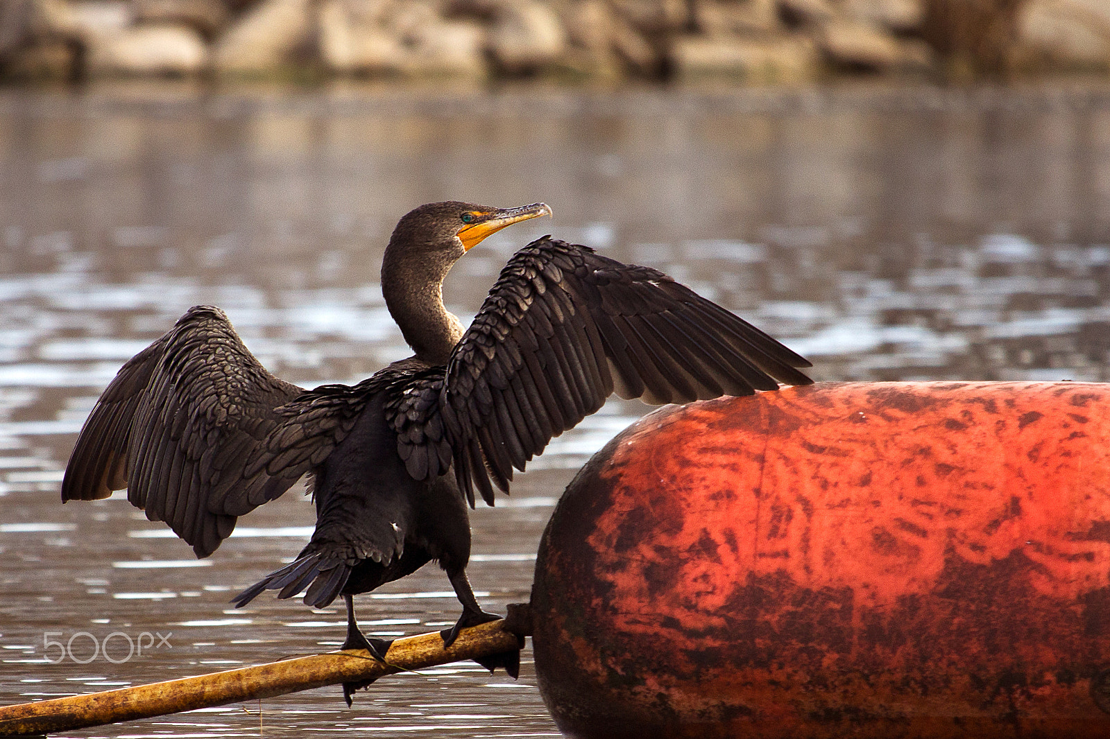 Canon EF-S 55-250mm F4-5.6 IS STM sample photo. Style.. photography