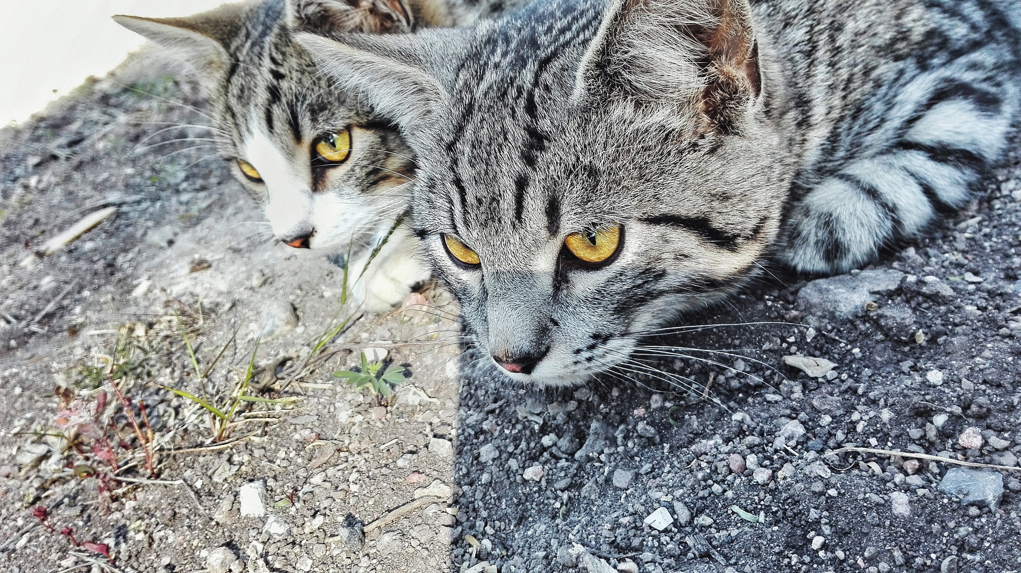 HUAWEI CHC-U03 sample photo. Inhibition... photography
