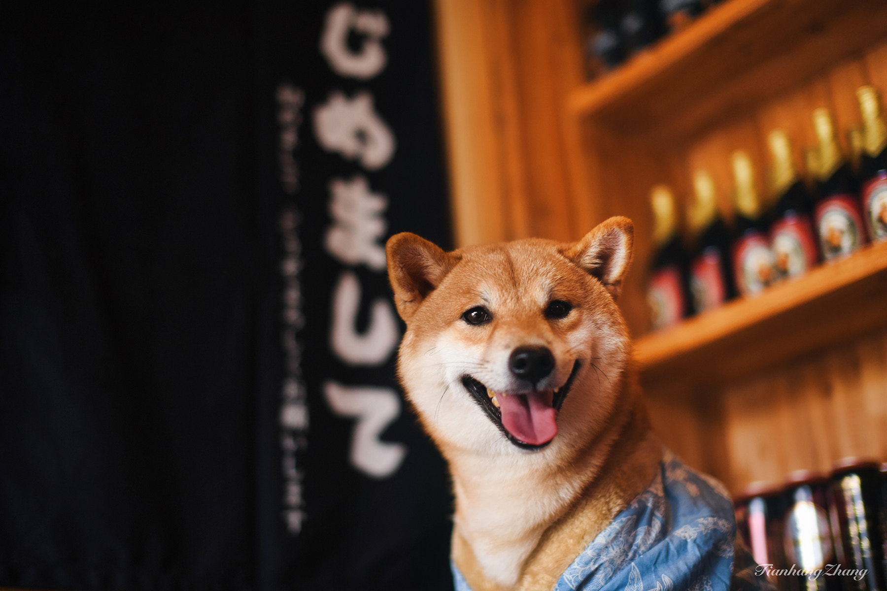 Nikon D5 + Sigma 50mm F1.4 EX DG HSM sample photo. Shiba photography