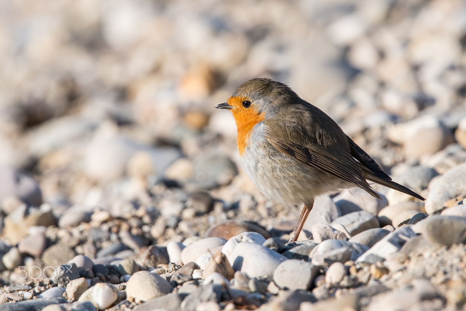 Sigma 150-600mm F5-6.3 DG OS HSM | S sample photo. Robin photography