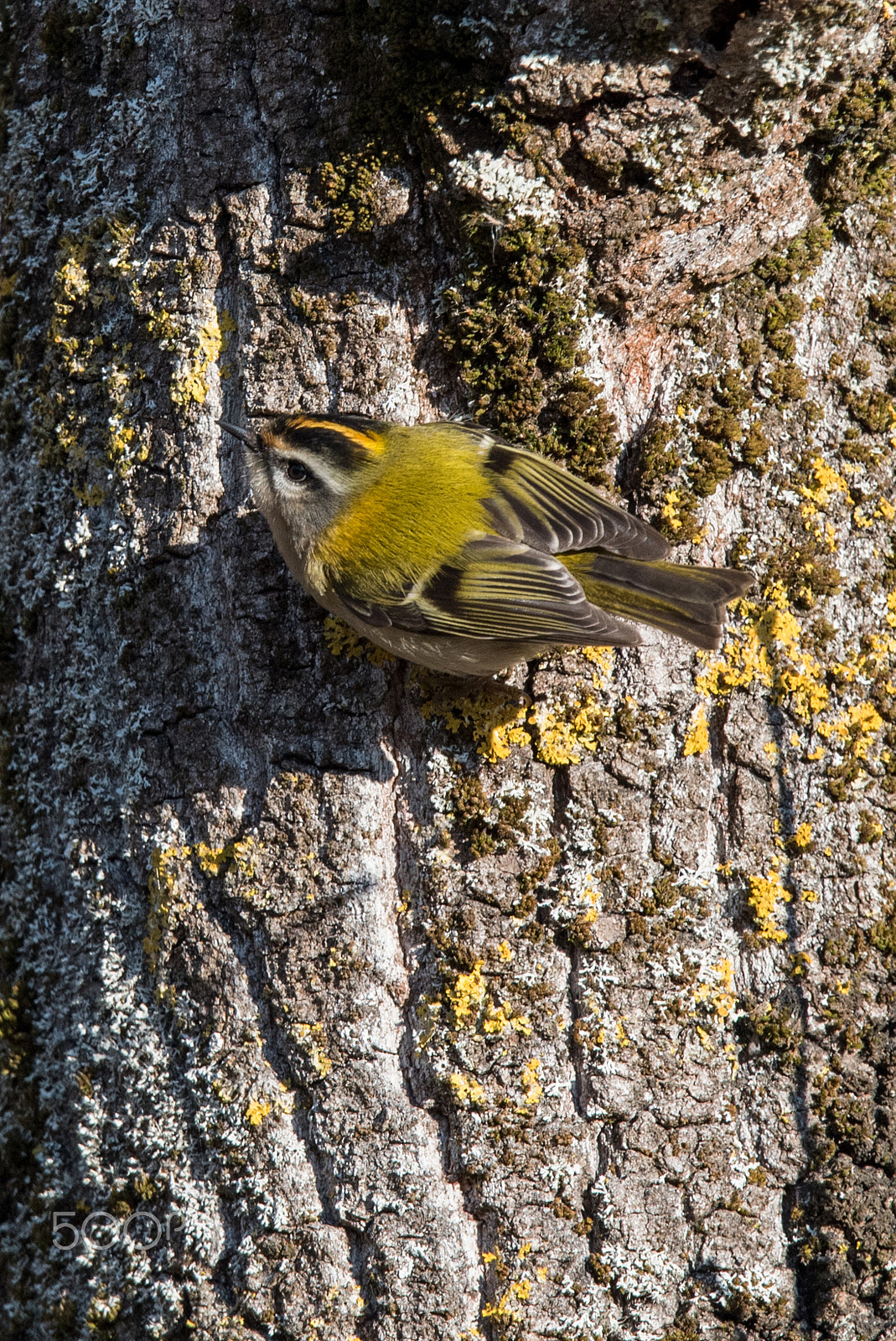 Sigma 150-600mm F5-6.3 DG OS HSM | S sample photo. Kinglet photography