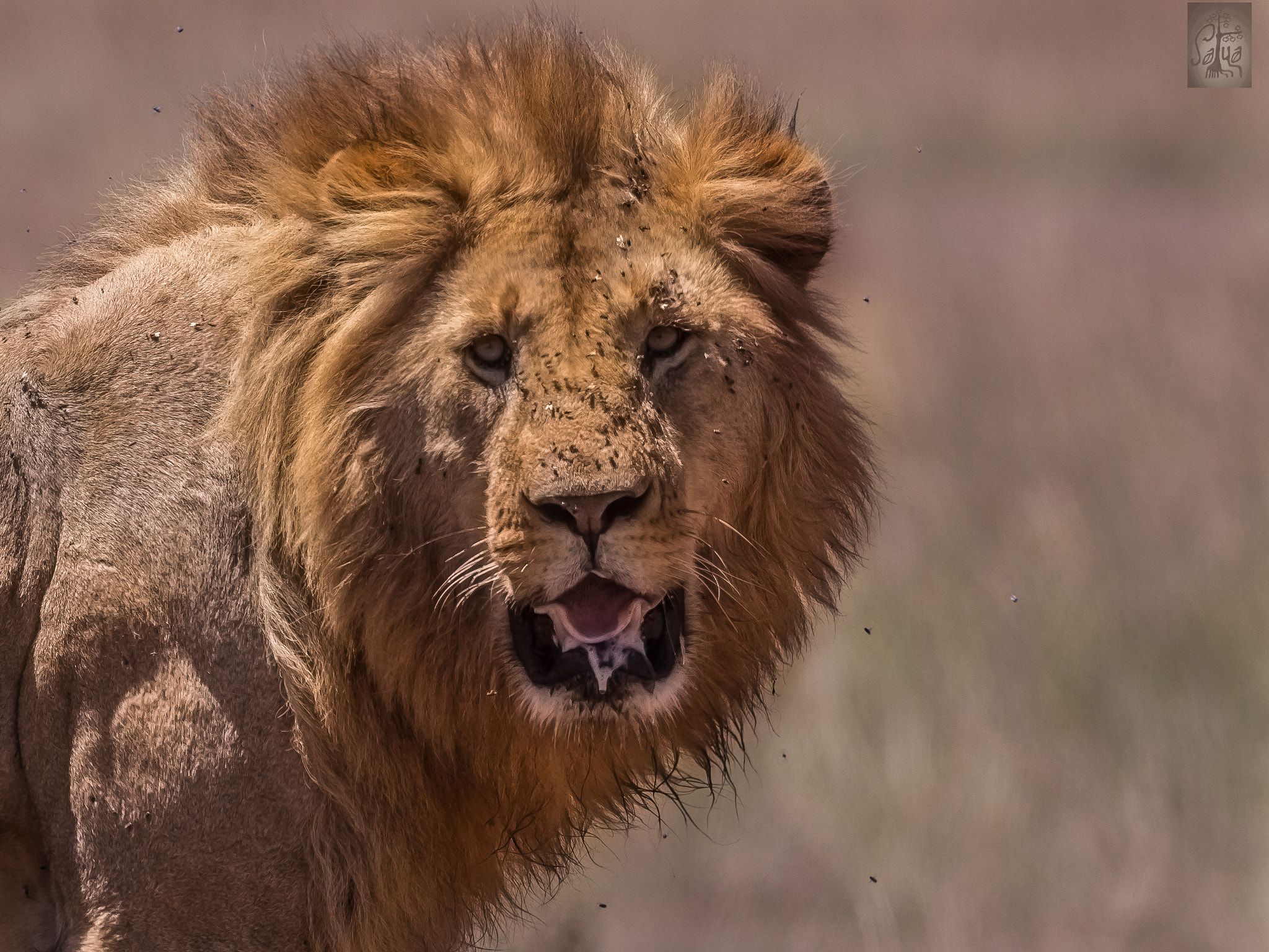 Canon EF 500mm F4L IS USM sample photo. Lion photography